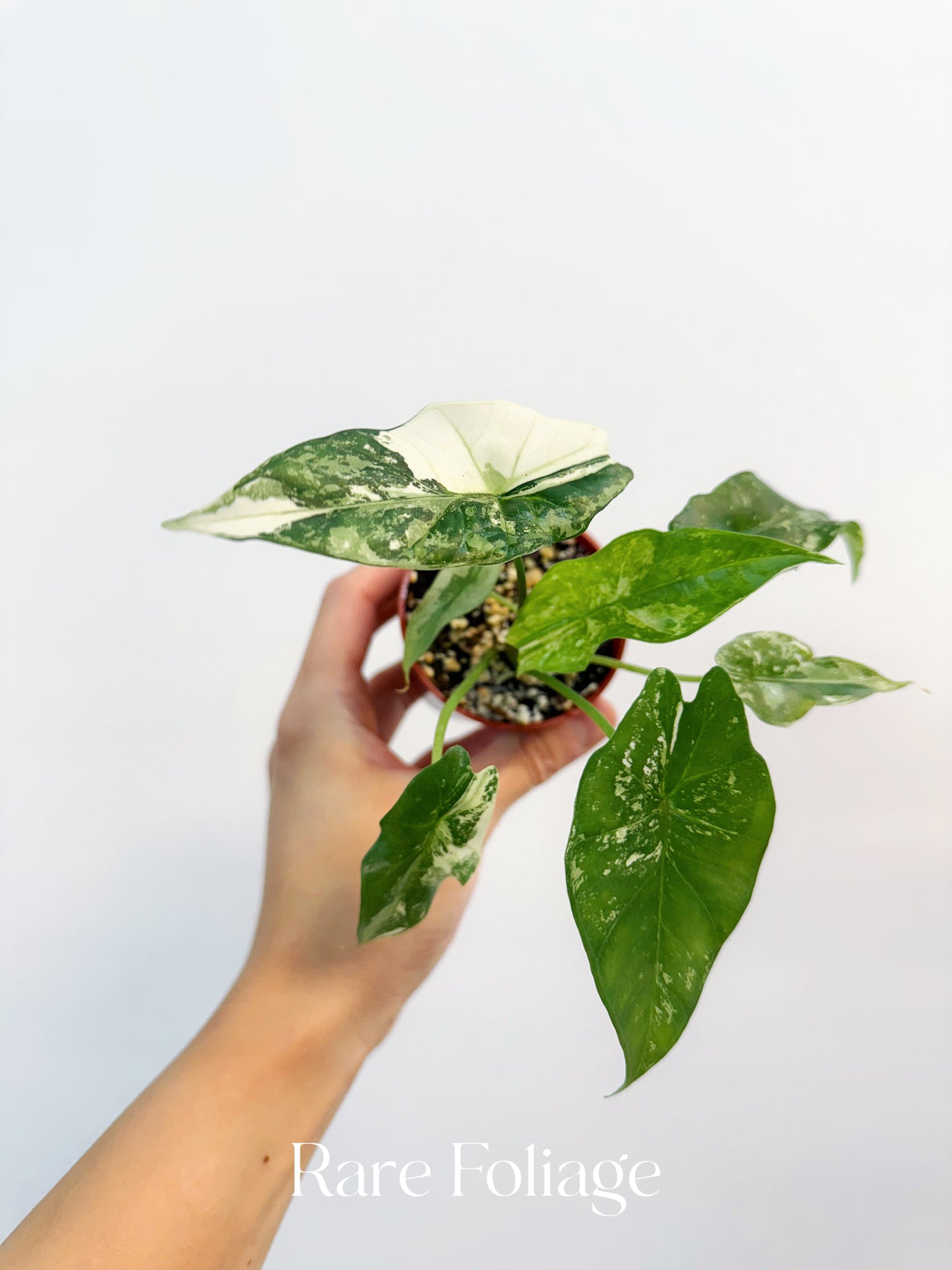 Alocasia Simpo Albo Variegated 3”