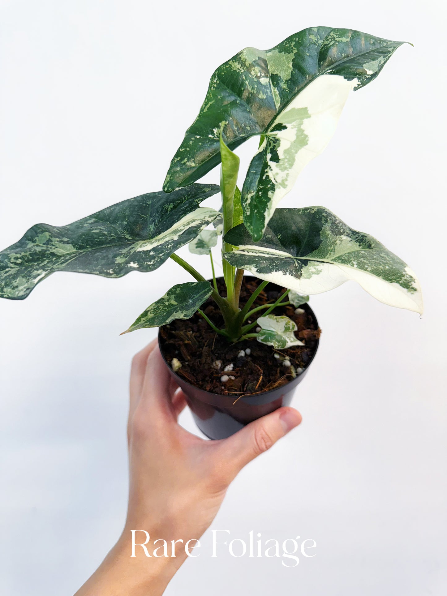 Alocasia Simpo Albo Variegated 4” Exact Plant