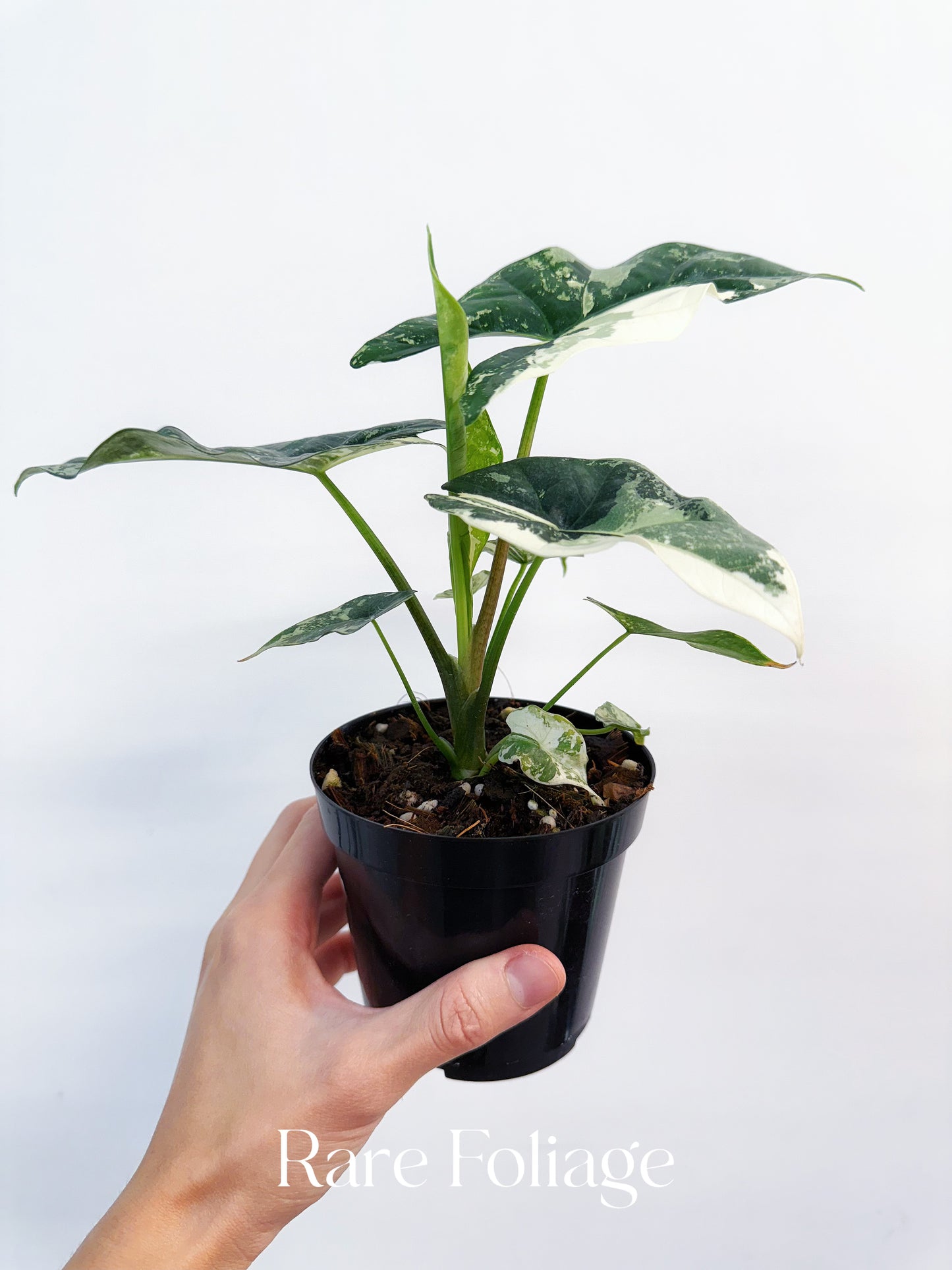 Alocasia Simpo Albo Variegated 4” Exact Plant