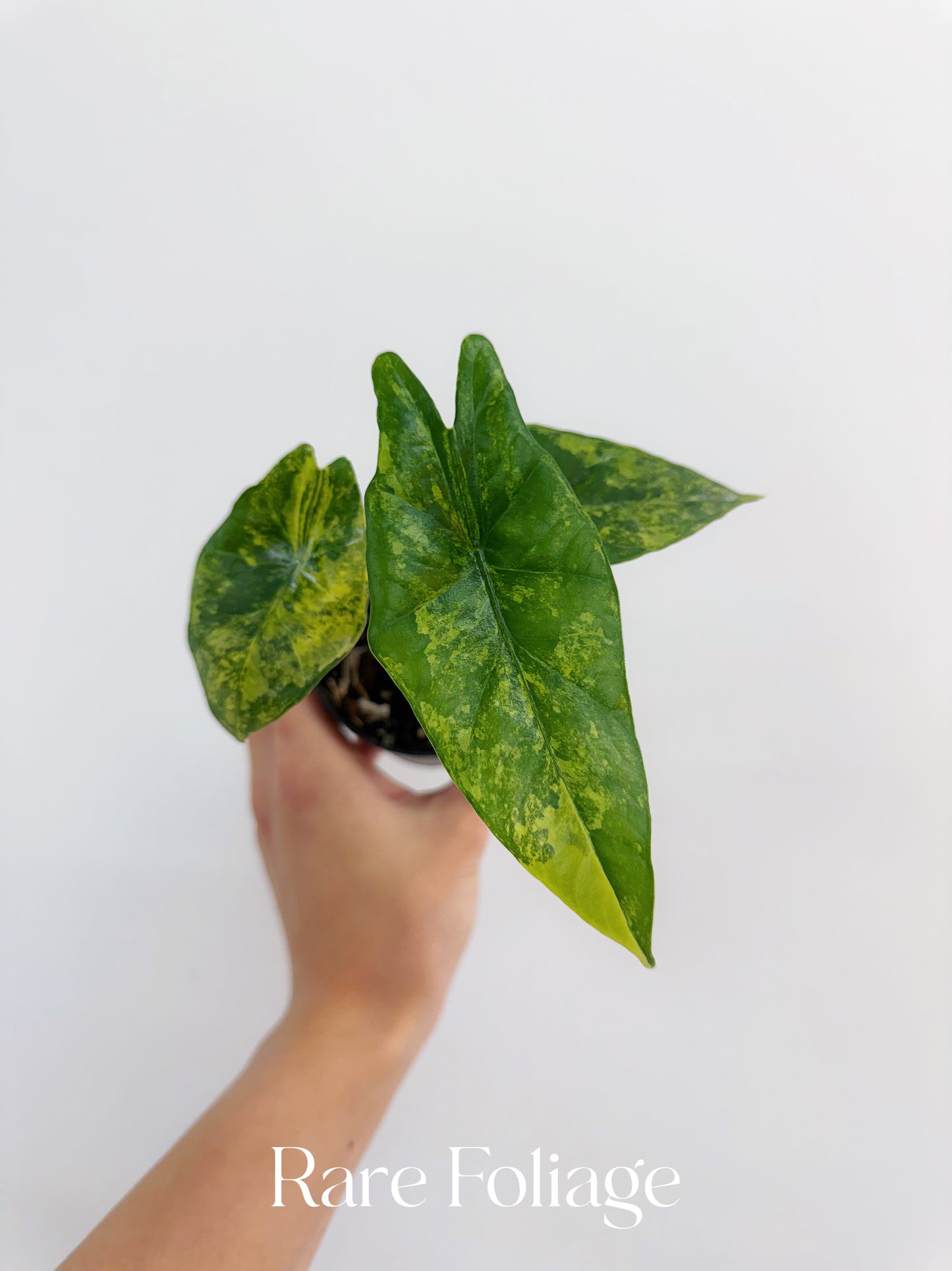 Alocasia Simpo Variegated 3” Exact Plant