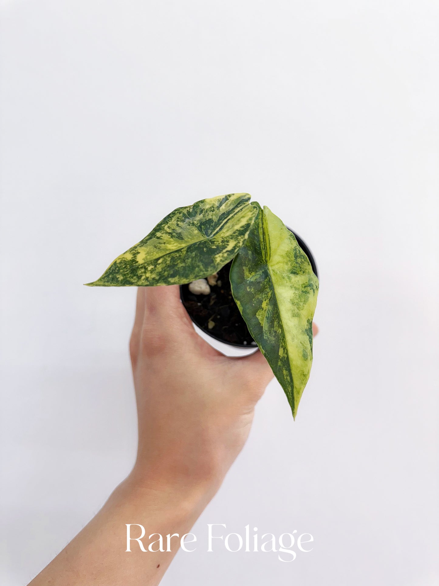 Alocasia Simpo Variegated 3”