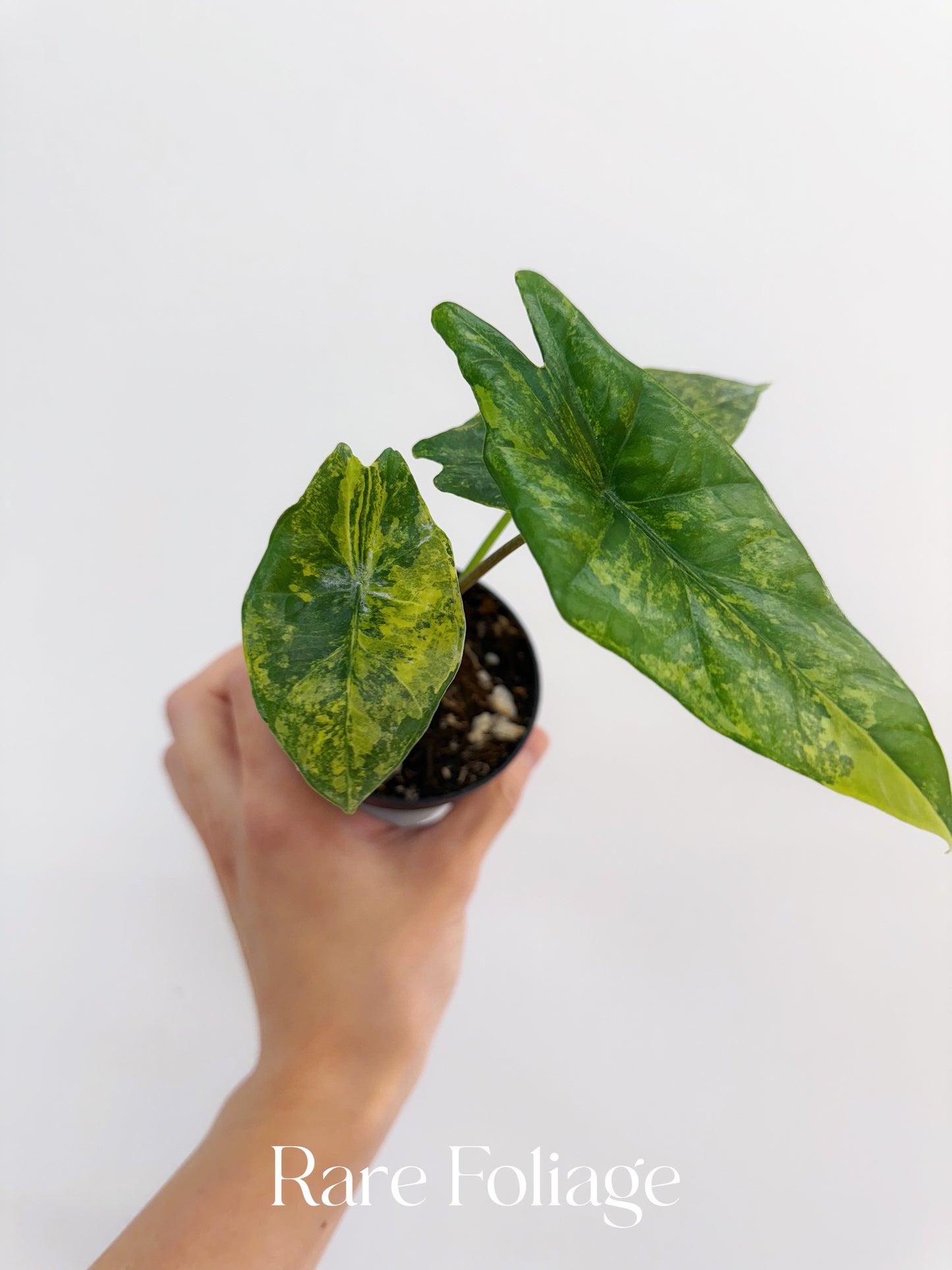 Alocasia Simpo Variegated 3” Exact Plant