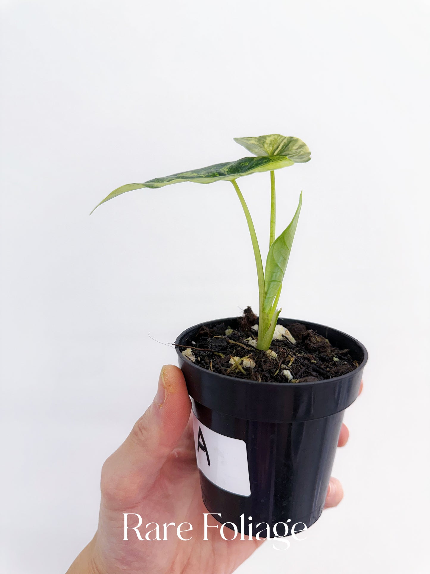 Alocasia Simpo Variegated 3”