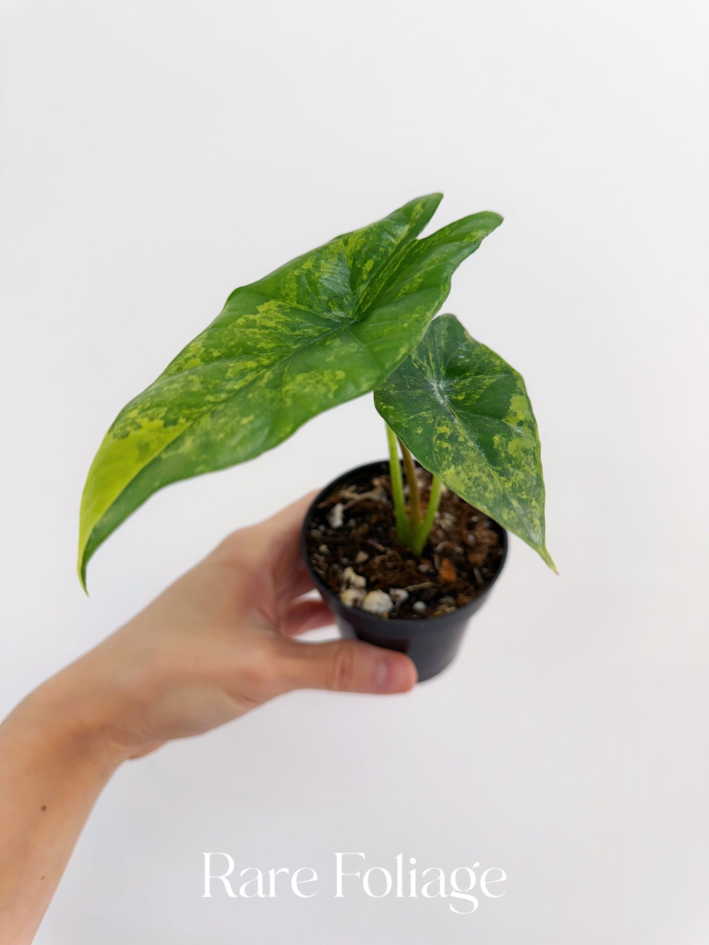 Alocasia Simpo Variegated 3” Exact Plant