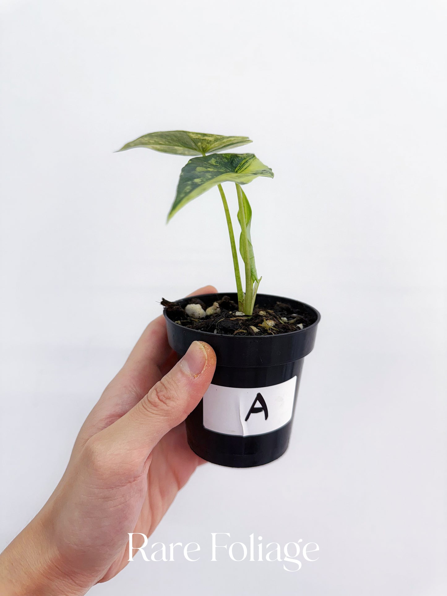 Alocasia Simpo Variegated 3”