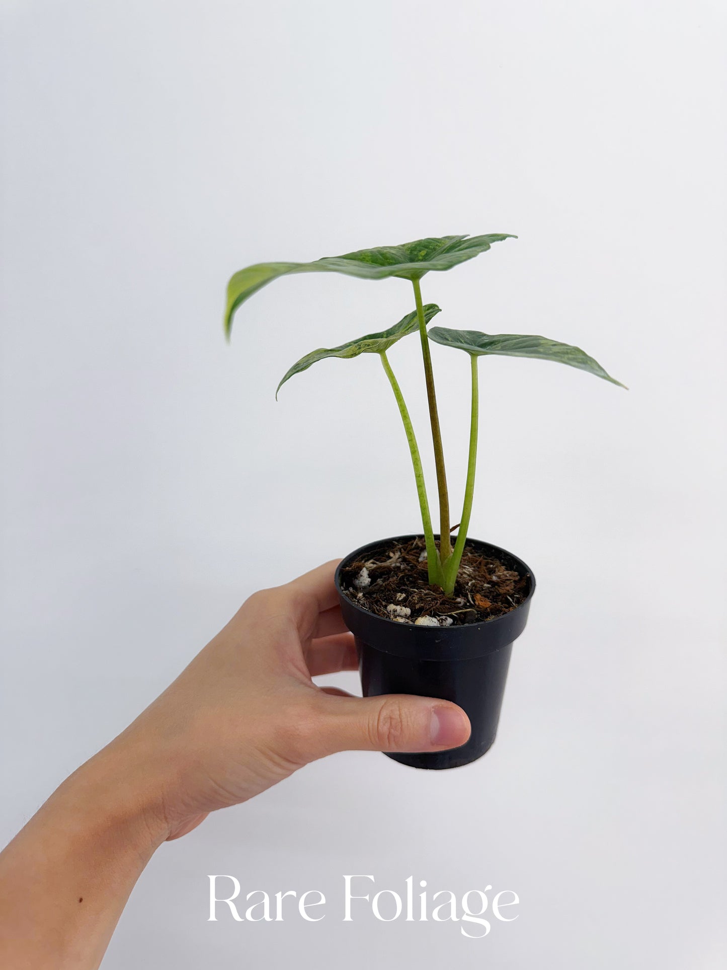 Alocasia Simpo Variegated 3” Exact Plant
