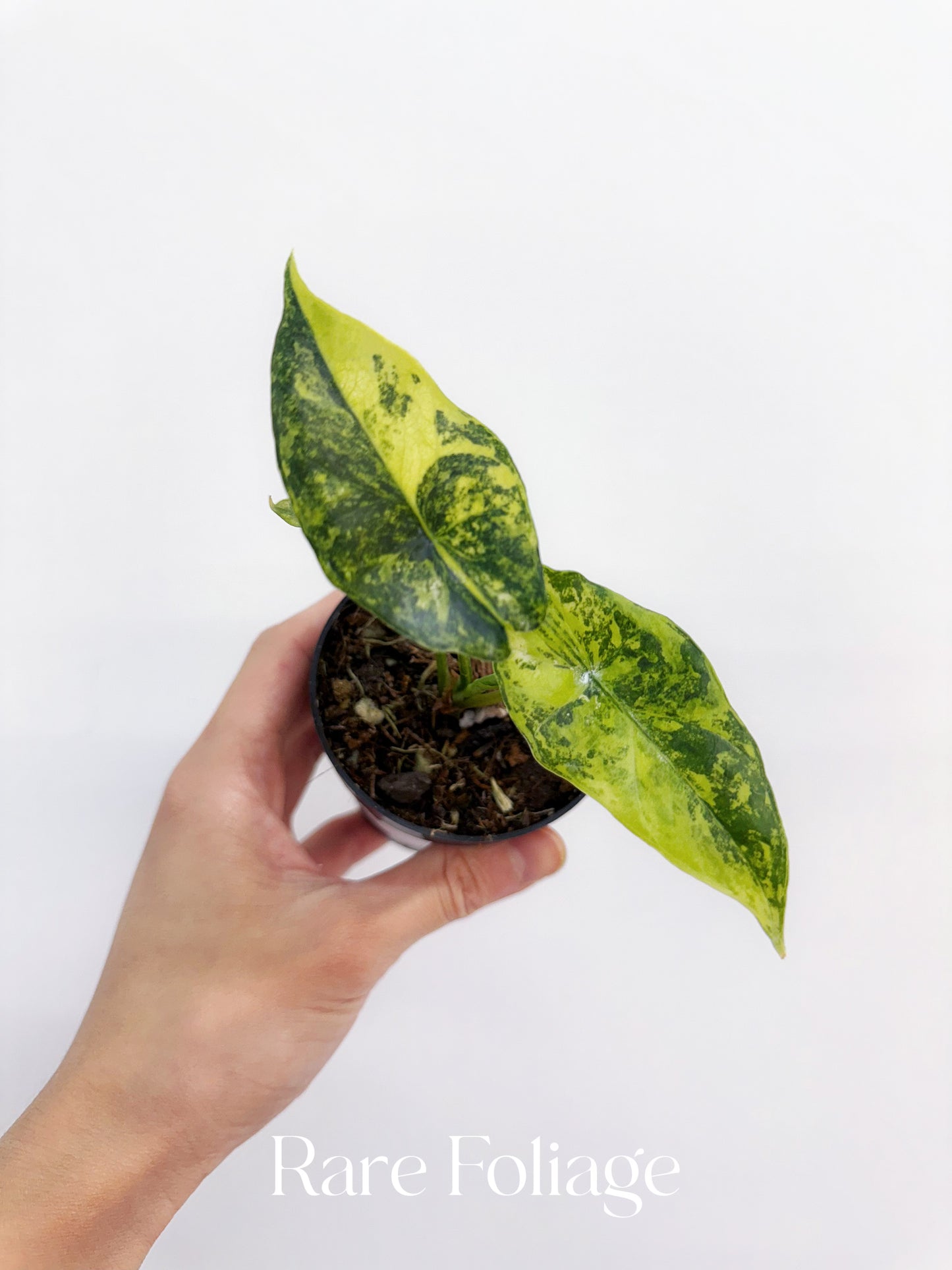 Alocasia Simpo Variegated 3”