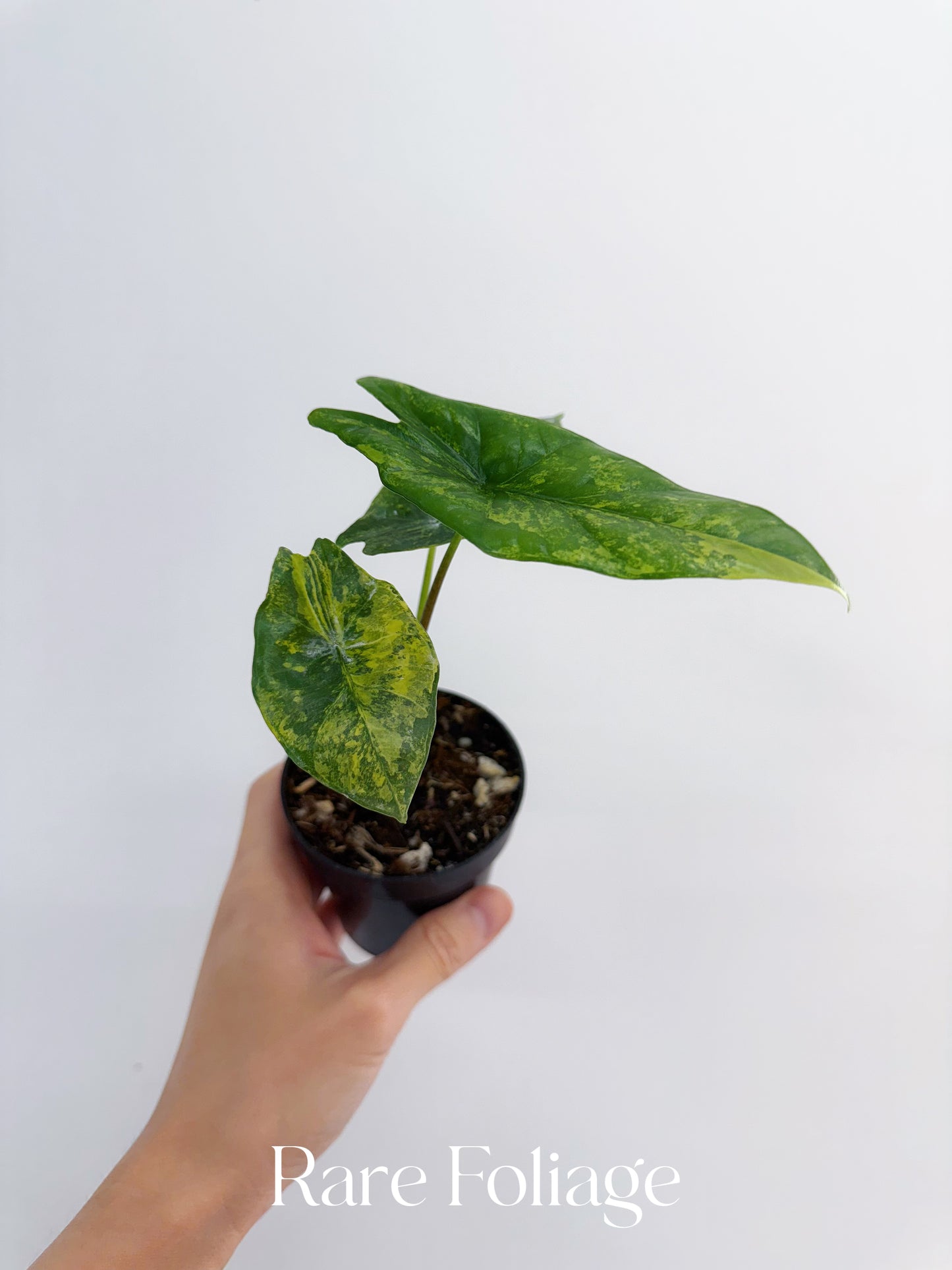 Alocasia Simpo Variegated 3” Exact Plant