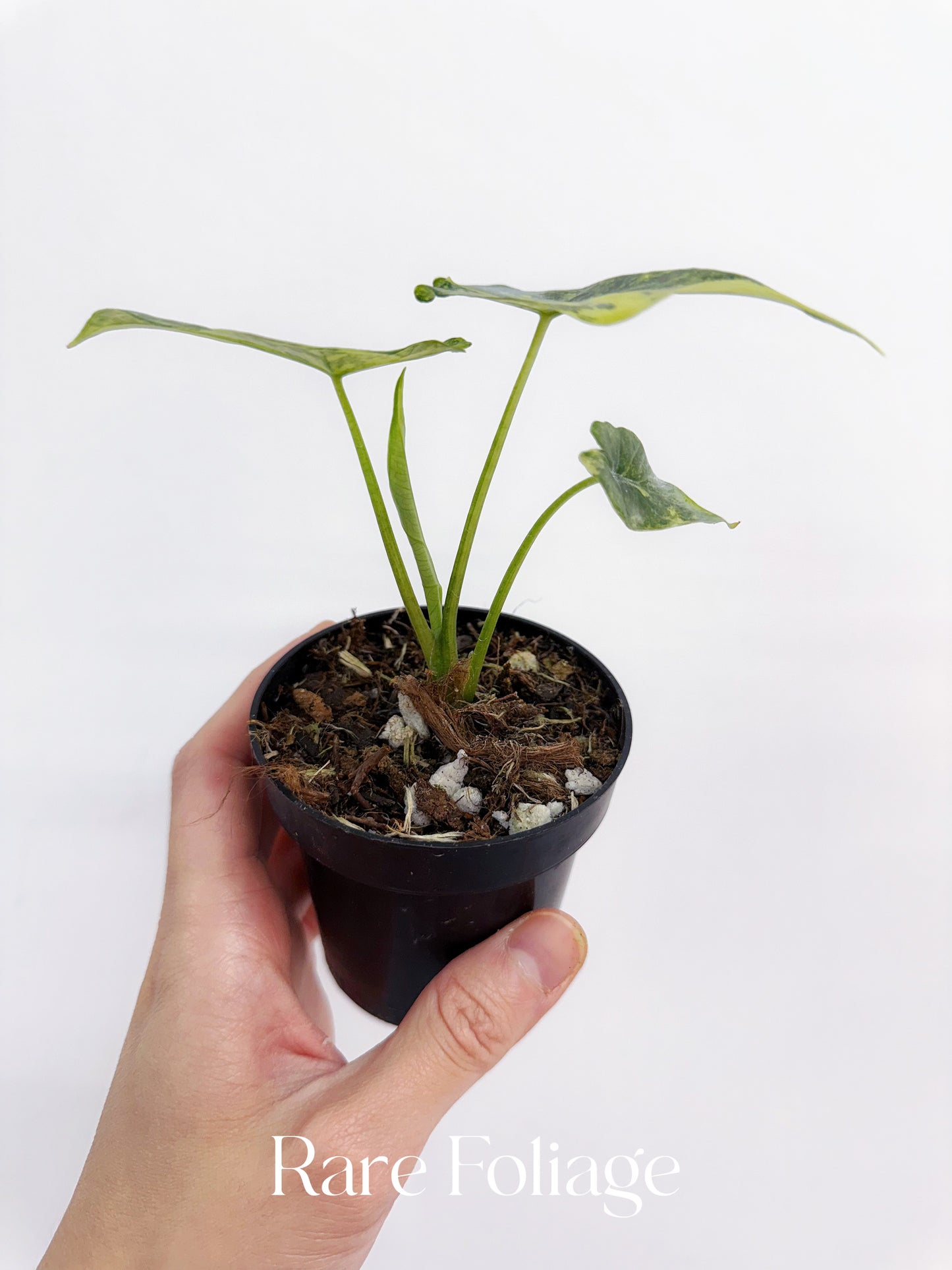 Alocasia Simpo Variegated 3”