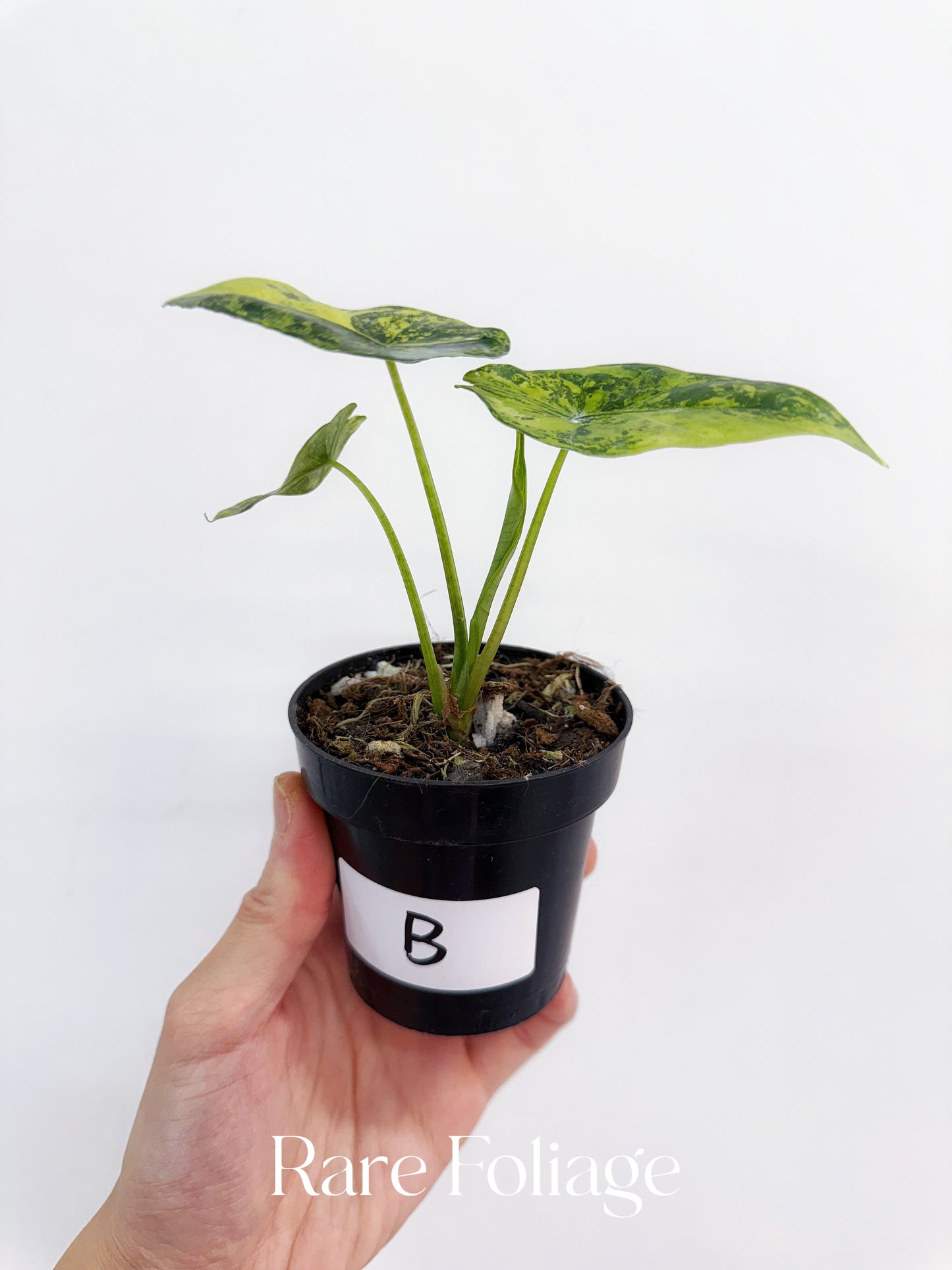 Alocasia Simpo Variegated 3”