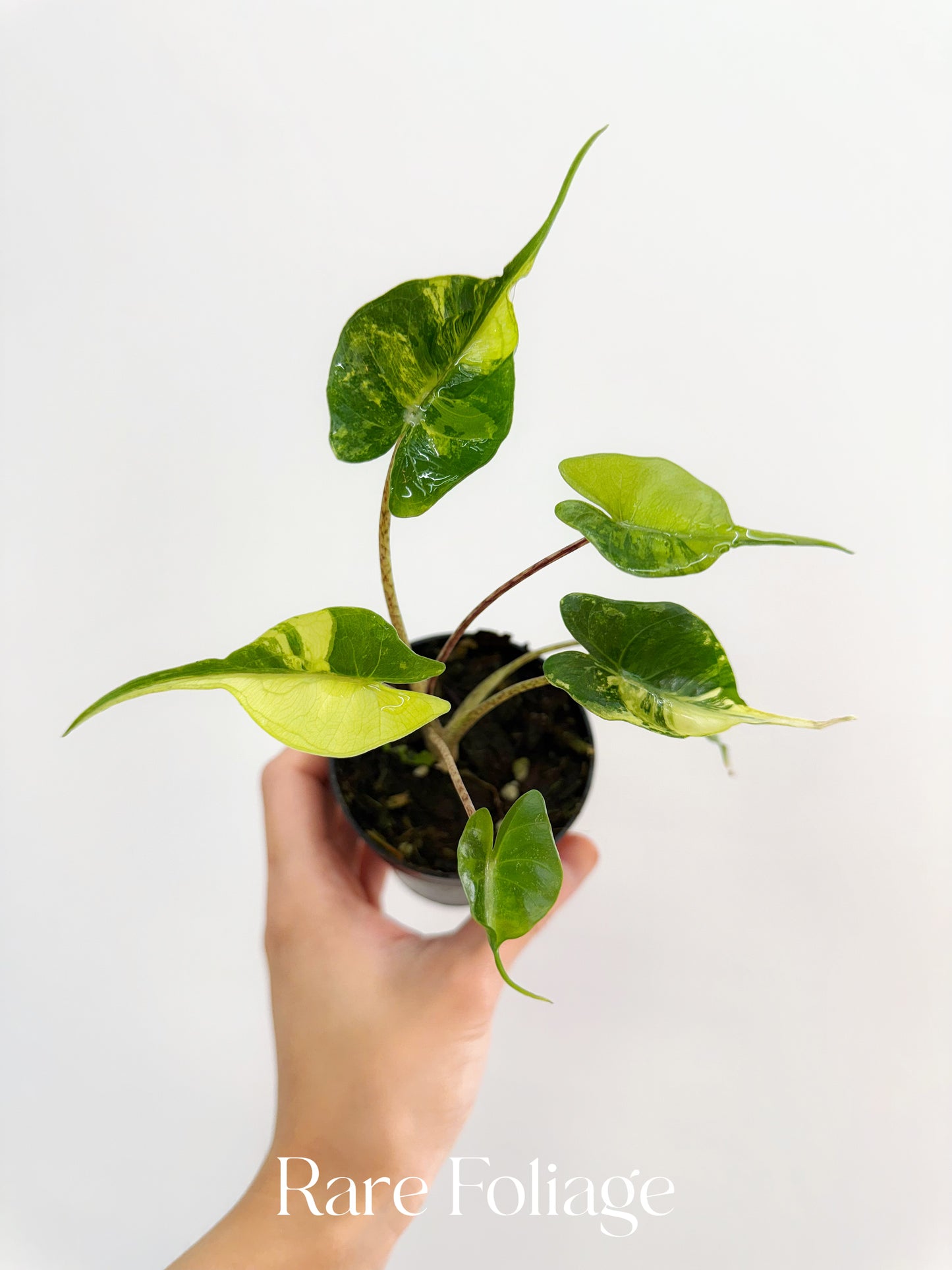 Alocasia Stingray Aurea Variegated 3”