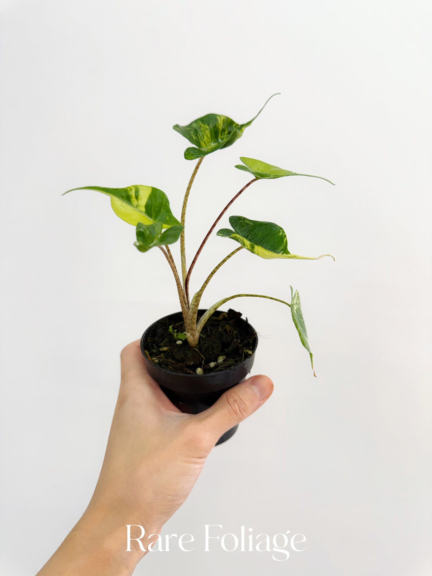Alocasia Stingray Aurea Variegated 3”