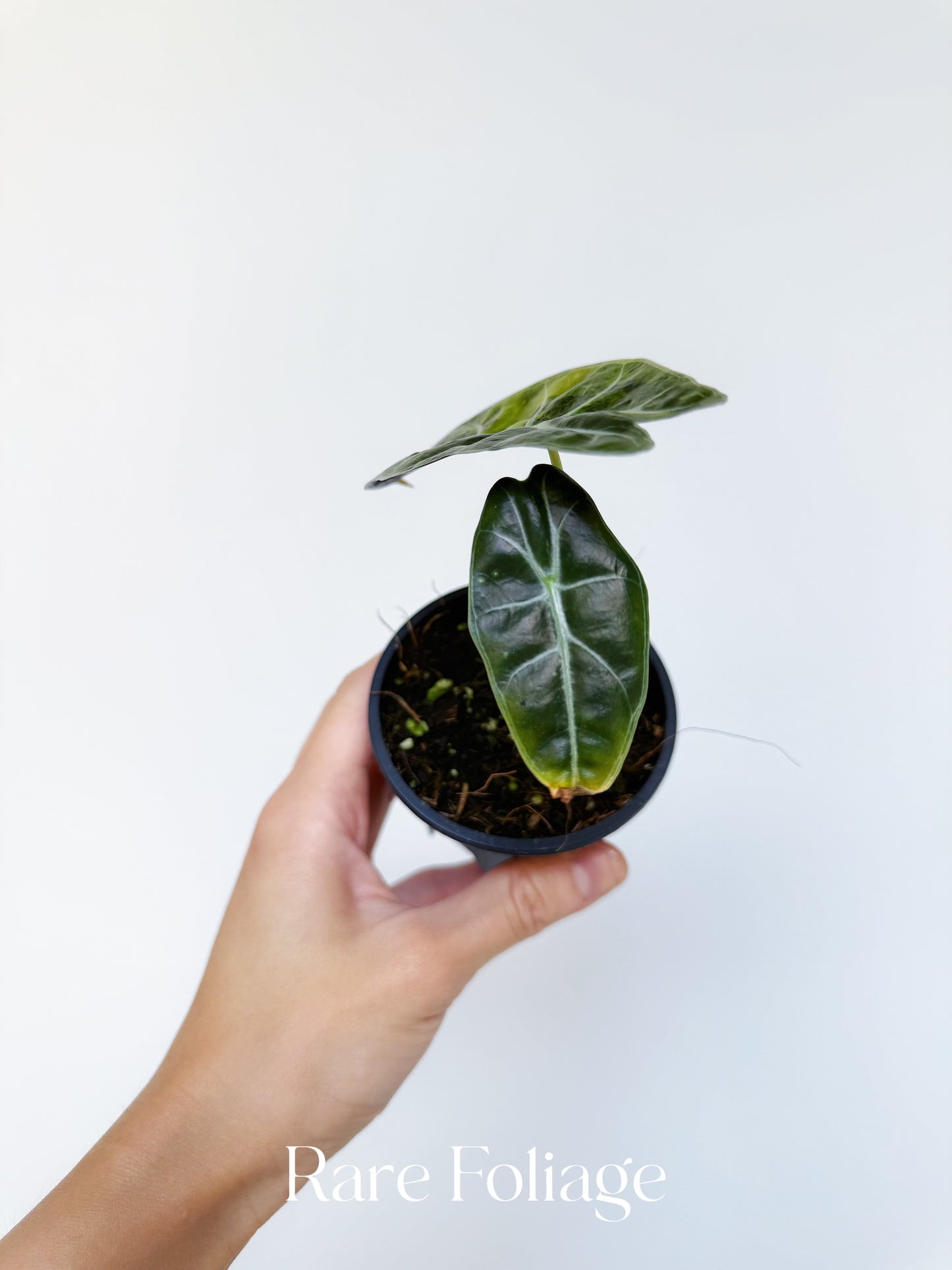 Alocasia Surhirmariana Aurea Variegated 3”