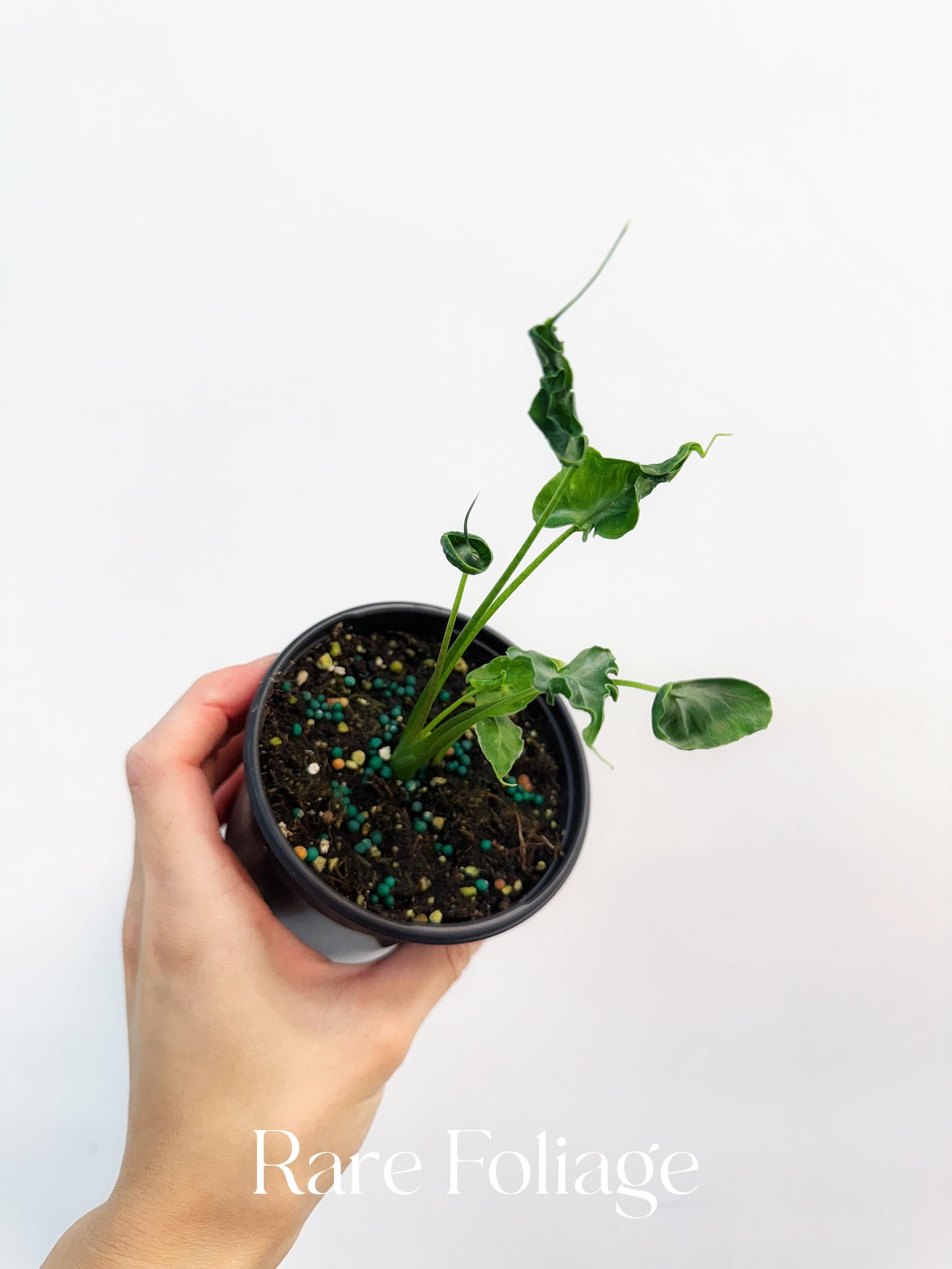 Alocasia Teletubbies 4"