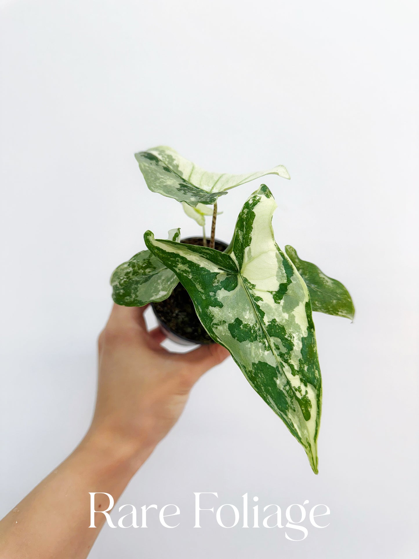 Alocasia Tigrina Superba Variegated 3”