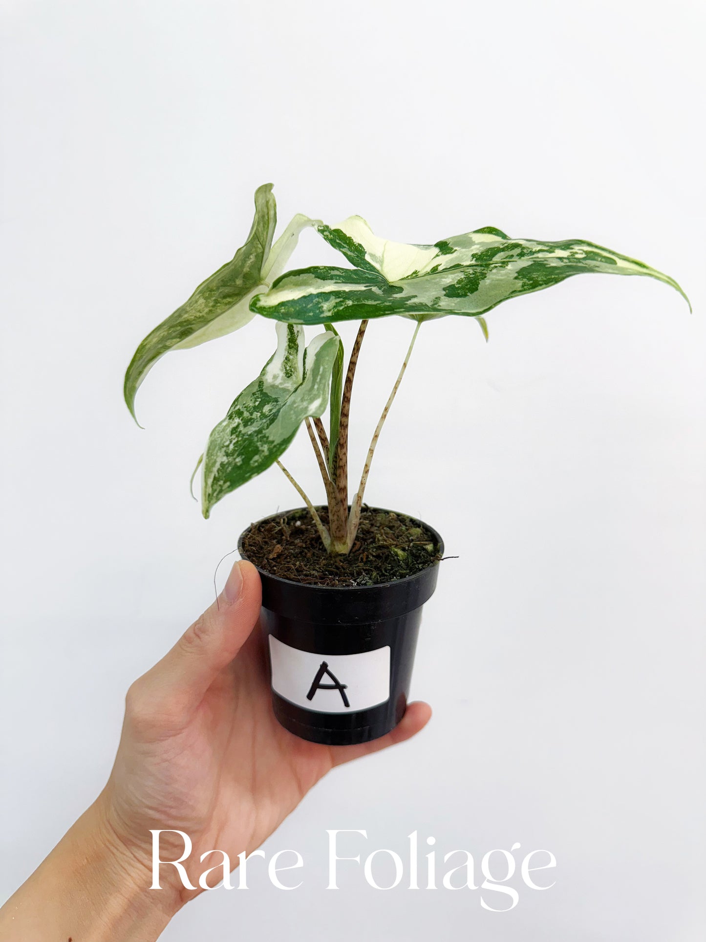 Alocasia Tigrina Superba Variegated 3”