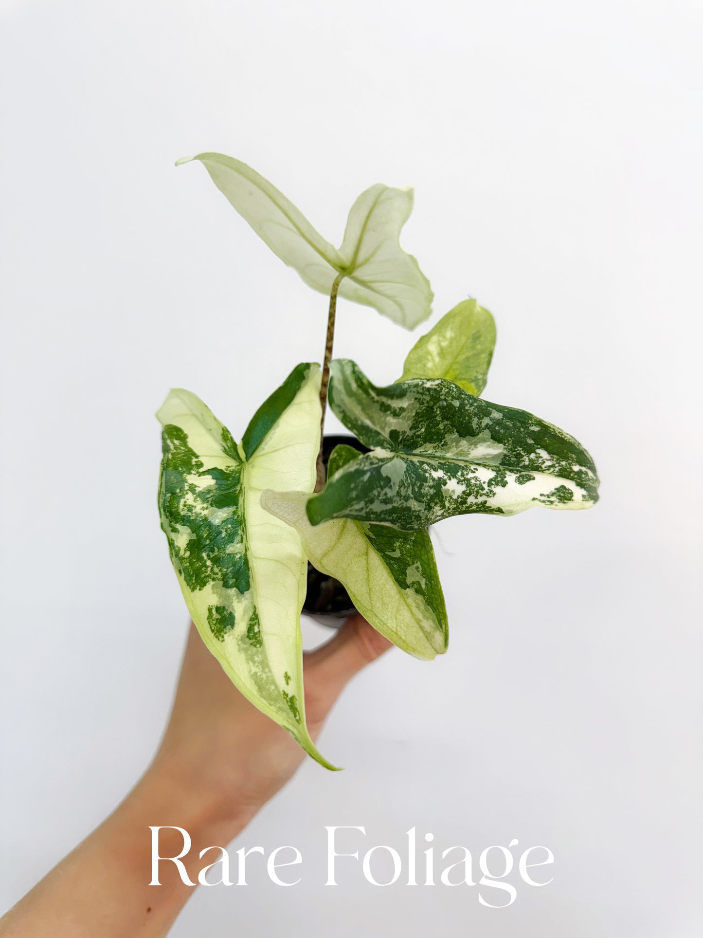 Alocasia Tigrina Superba Variegated 3”
