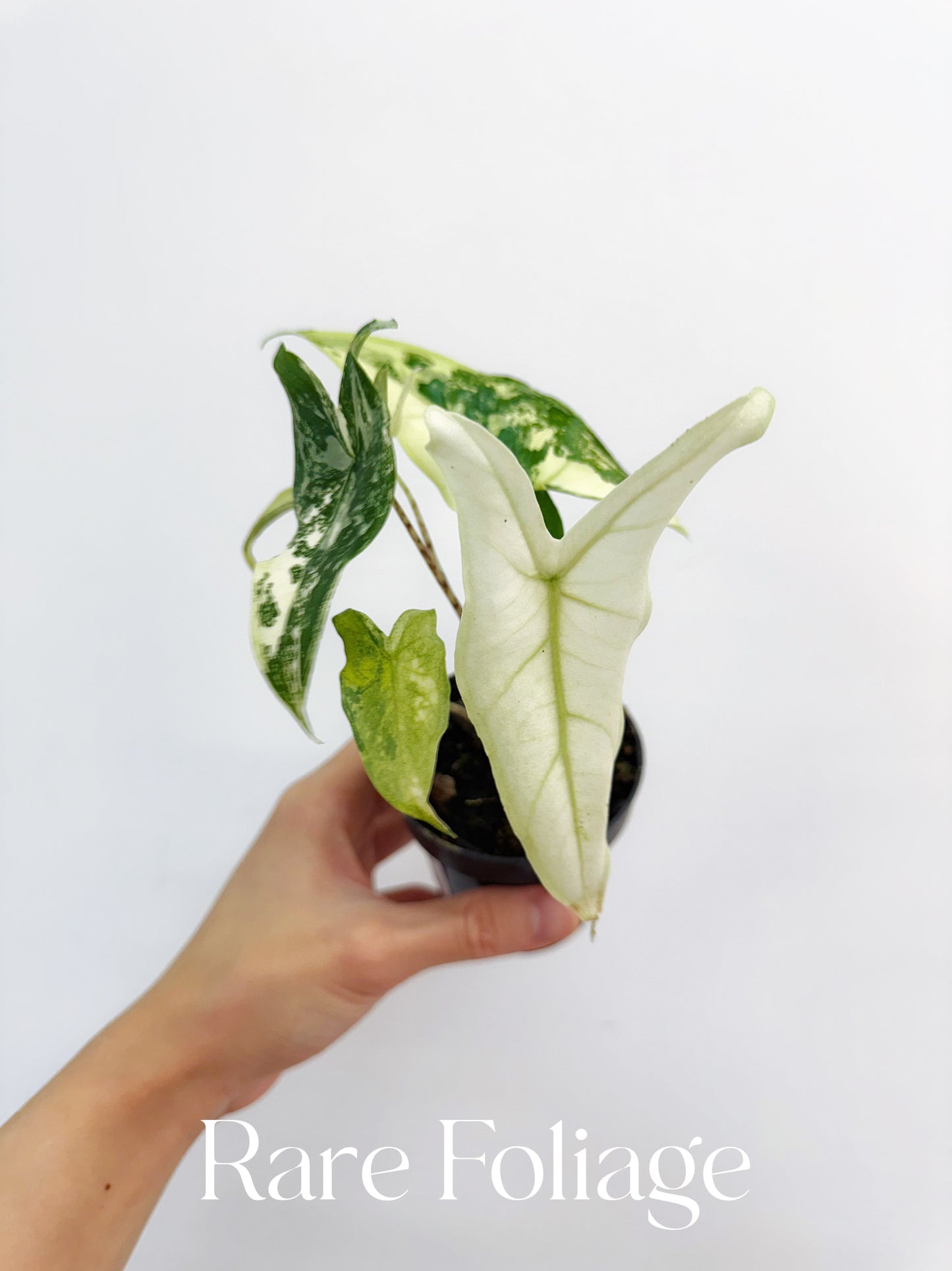Alocasia Tigrina Superba Variegated 3”