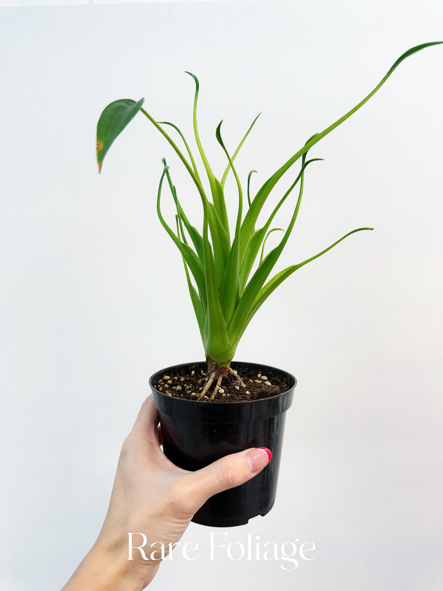 Alocasia Tiny Dancer Mutation 4" Exact Plant