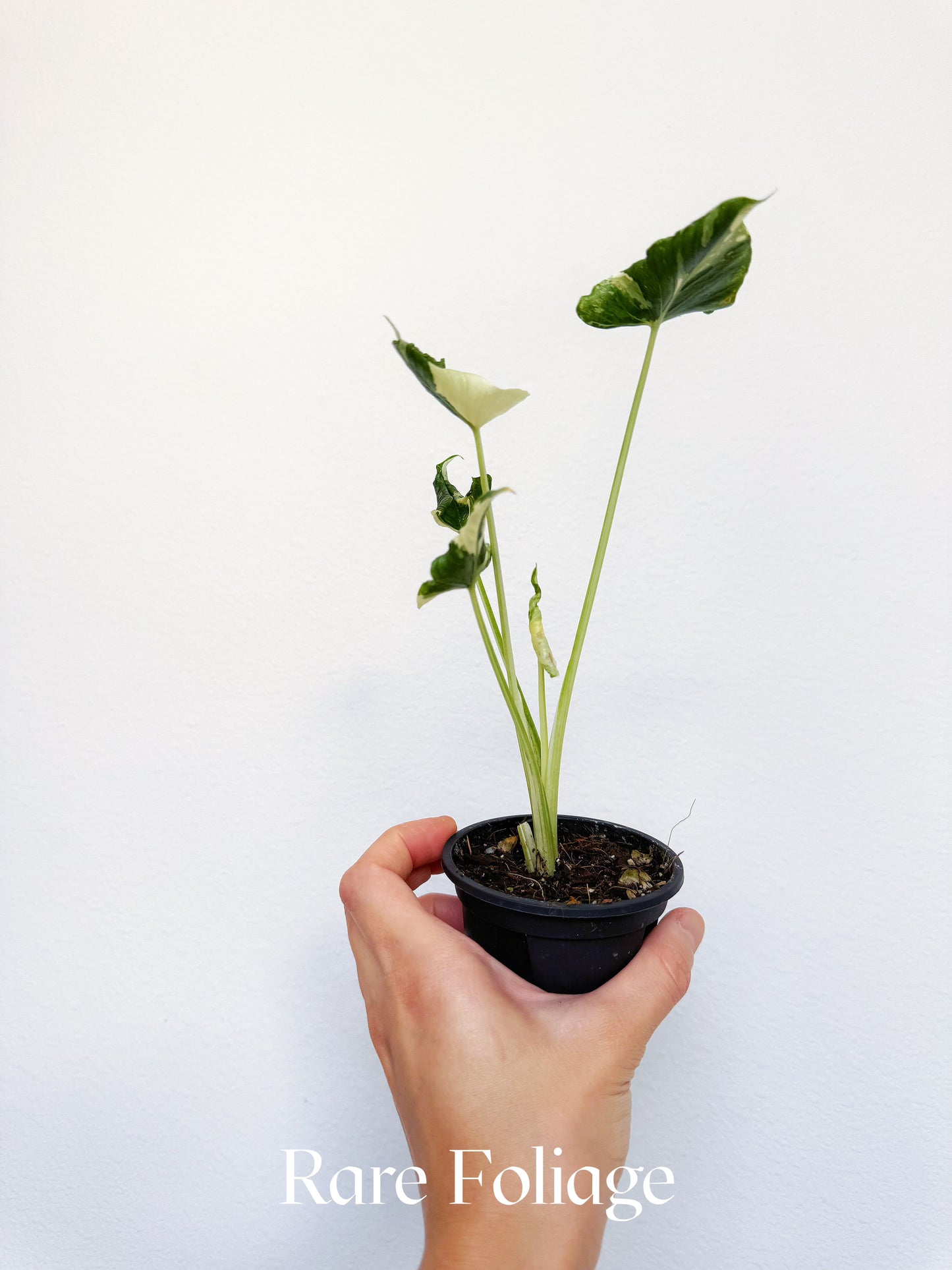 Alocasia Triangularis Albo Variegated 3" Exact Plant