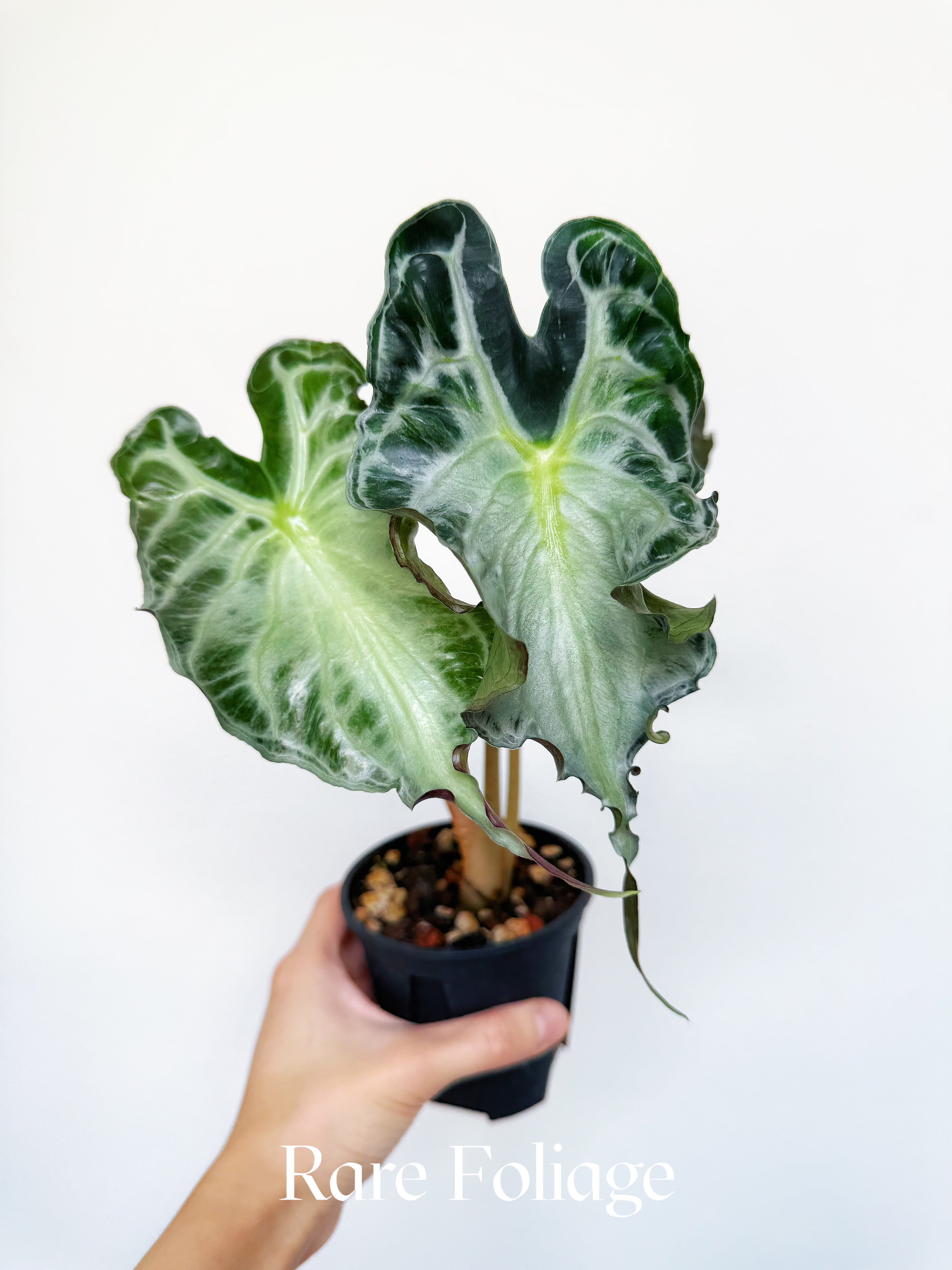 Alocasia Venom 4