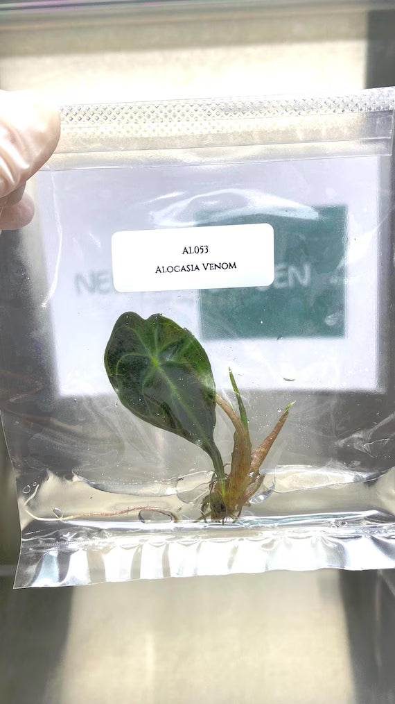 Alocasia Venom(Tissue Culture)