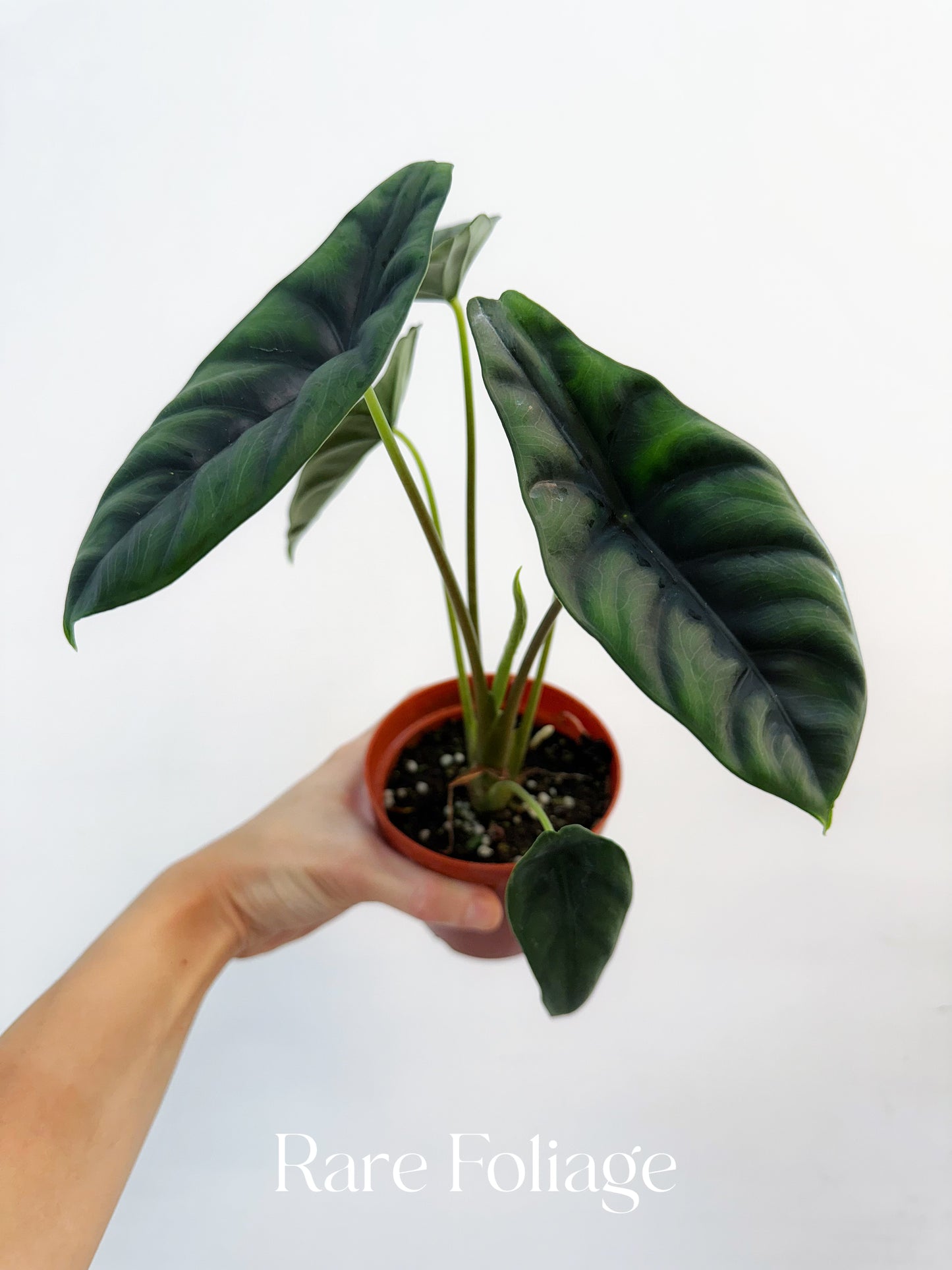 Alocasia Venusta 4"