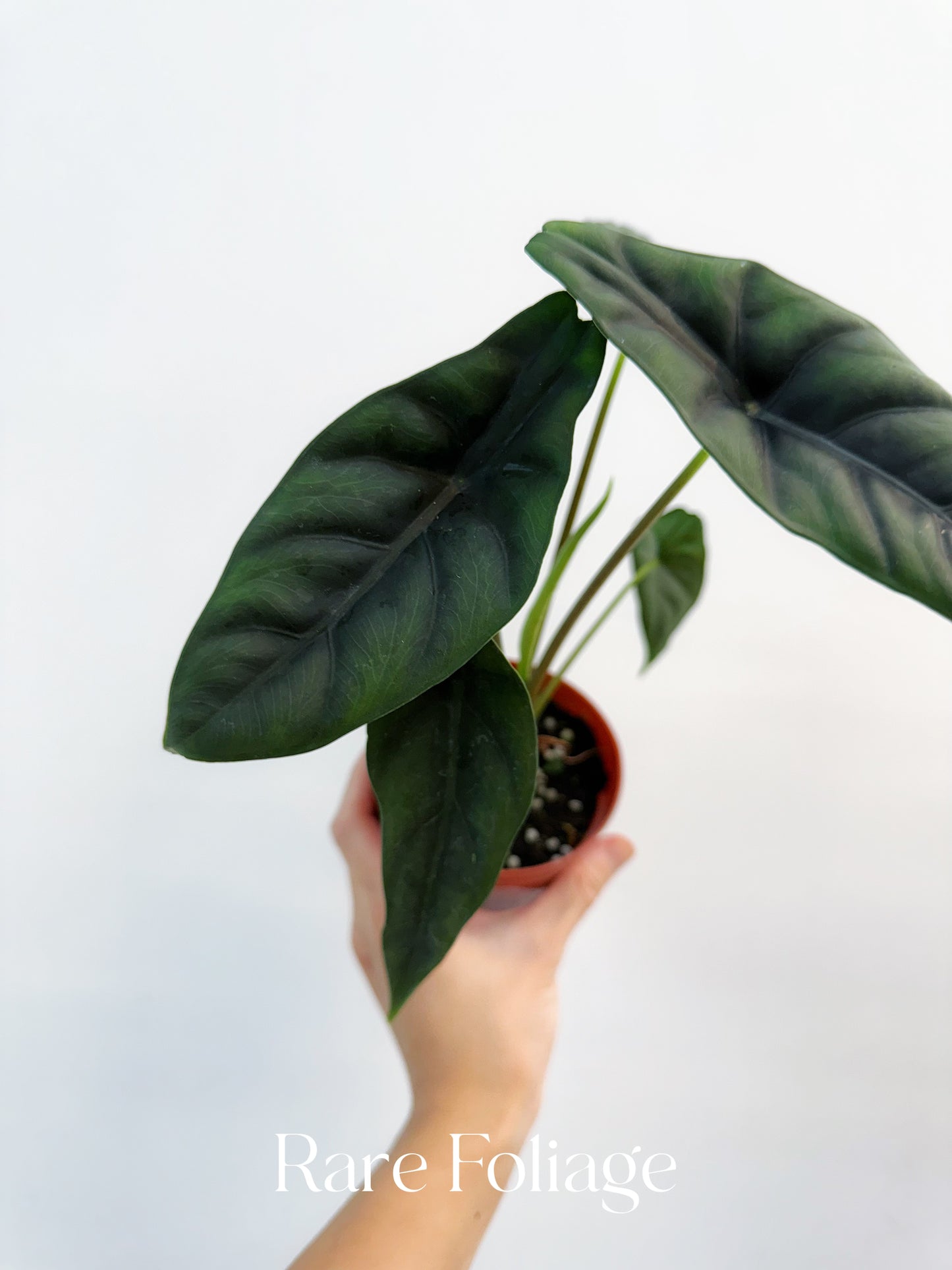 Alocasia Venusta 4"
