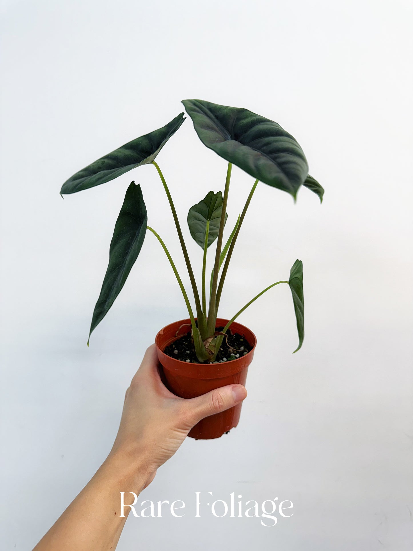 Alocasia Venusta 4"