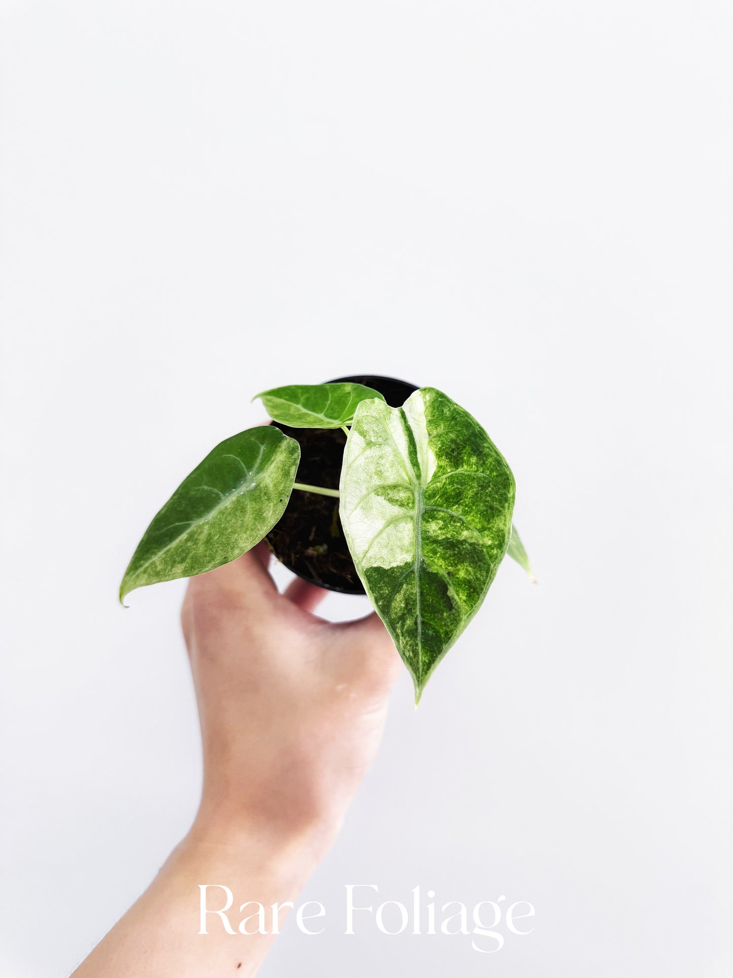 Alocasia Watsoniana Mint Variegated 3”