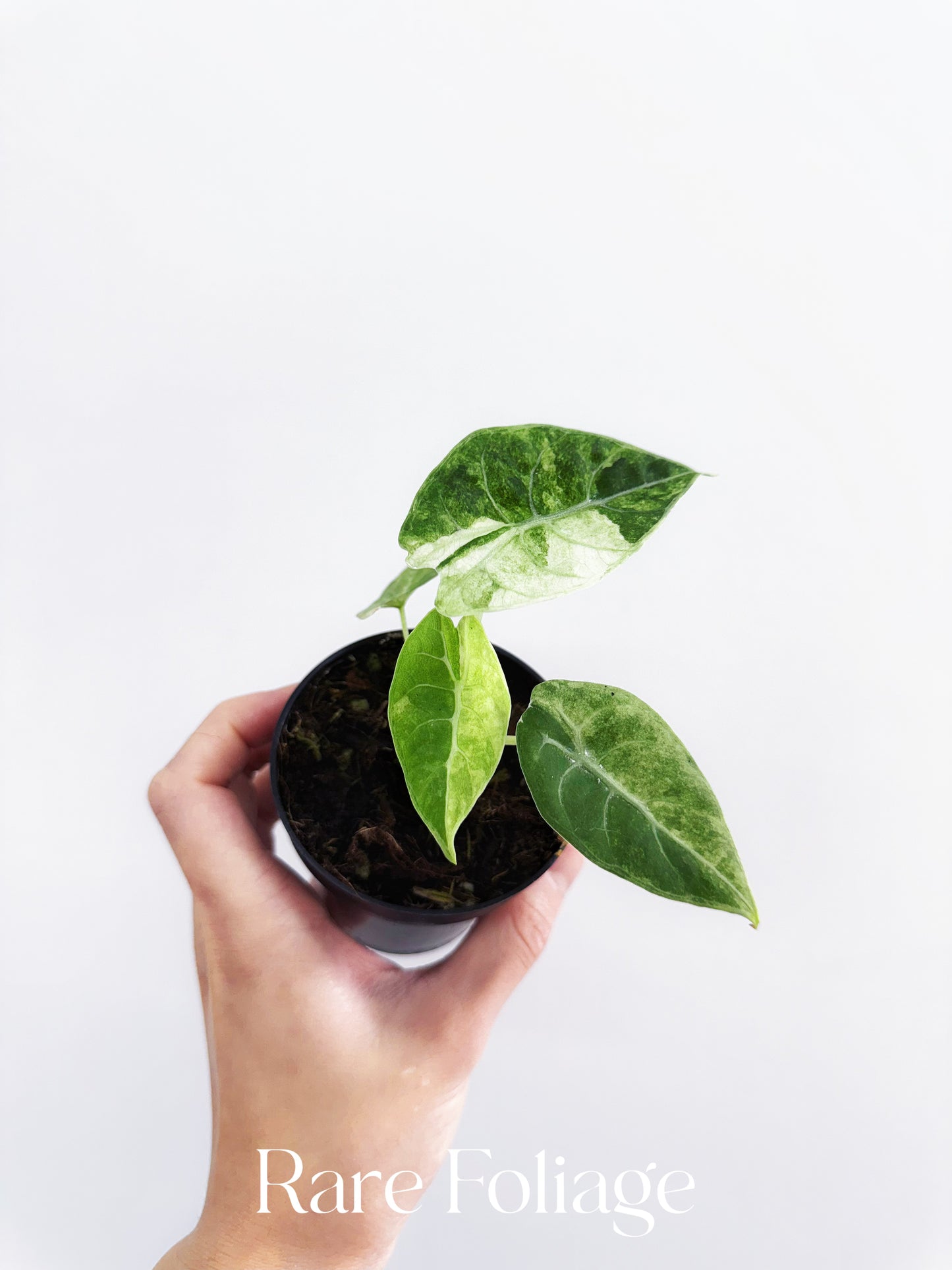 Alocasia Watsoniana Mint Variegated 3”
