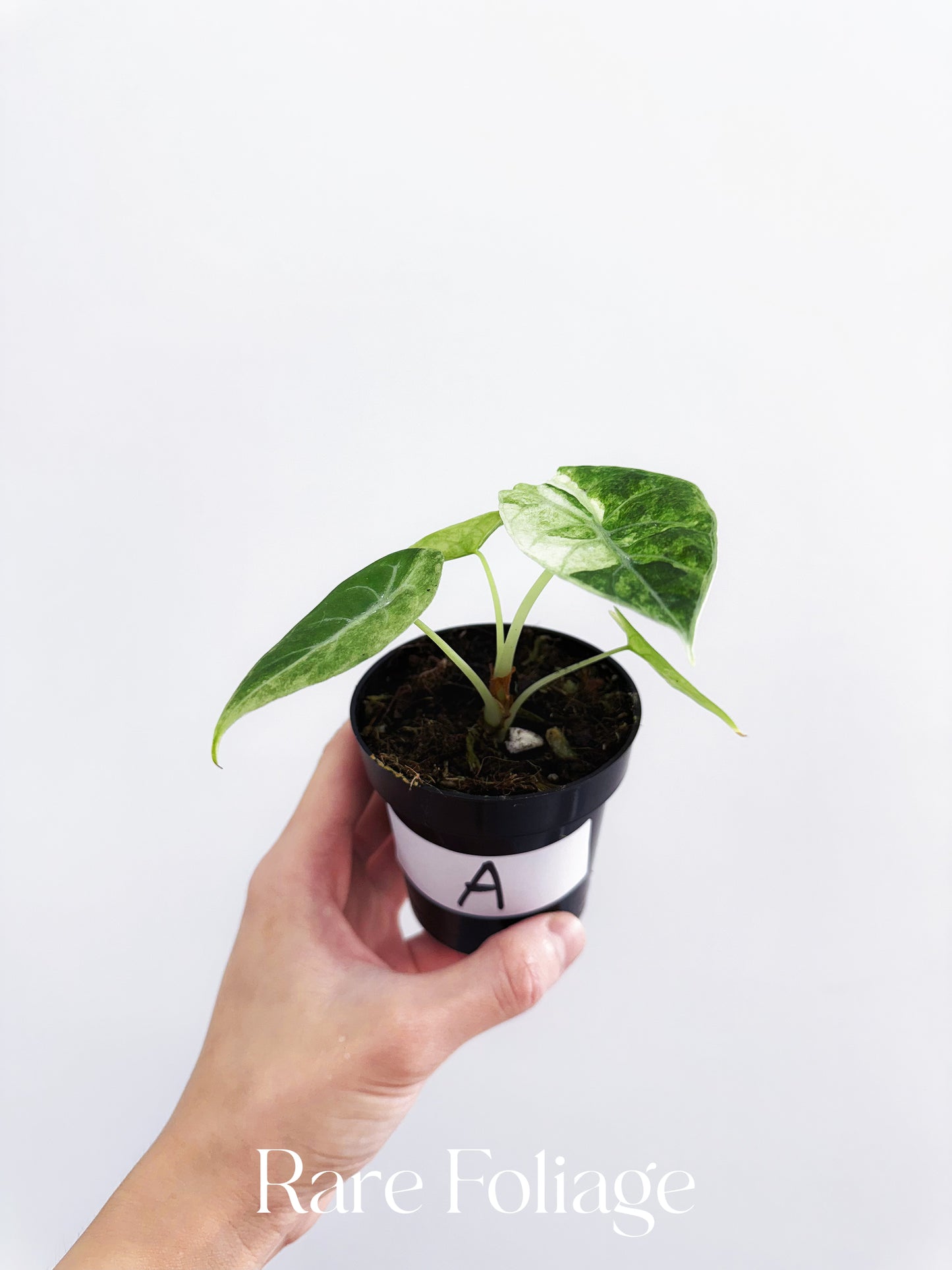 Alocasia Watsoniana Mint Variegated 3”