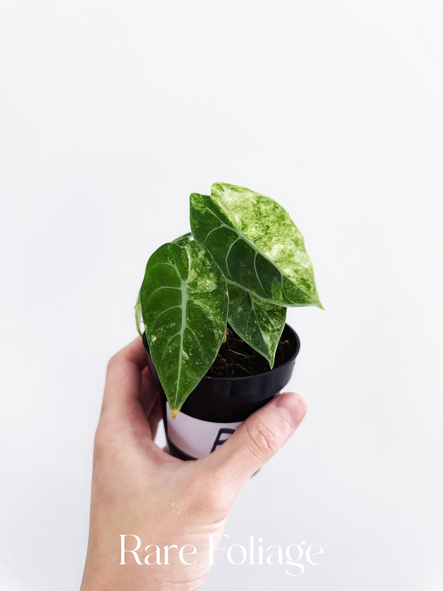 Alocasia Watsoniana Mint Variegated 3”