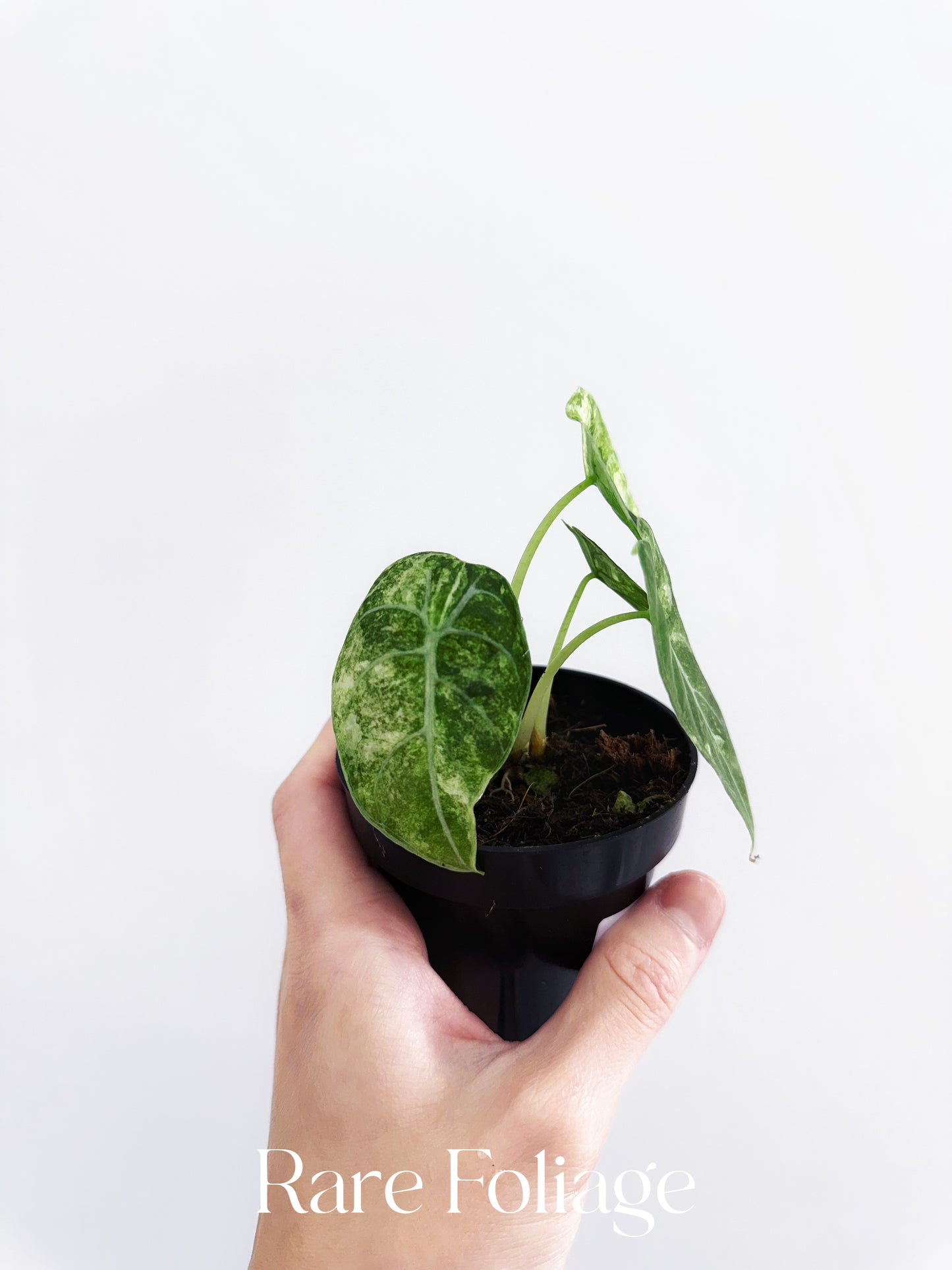 Alocasia Watsoniana Mint Variegated 3”