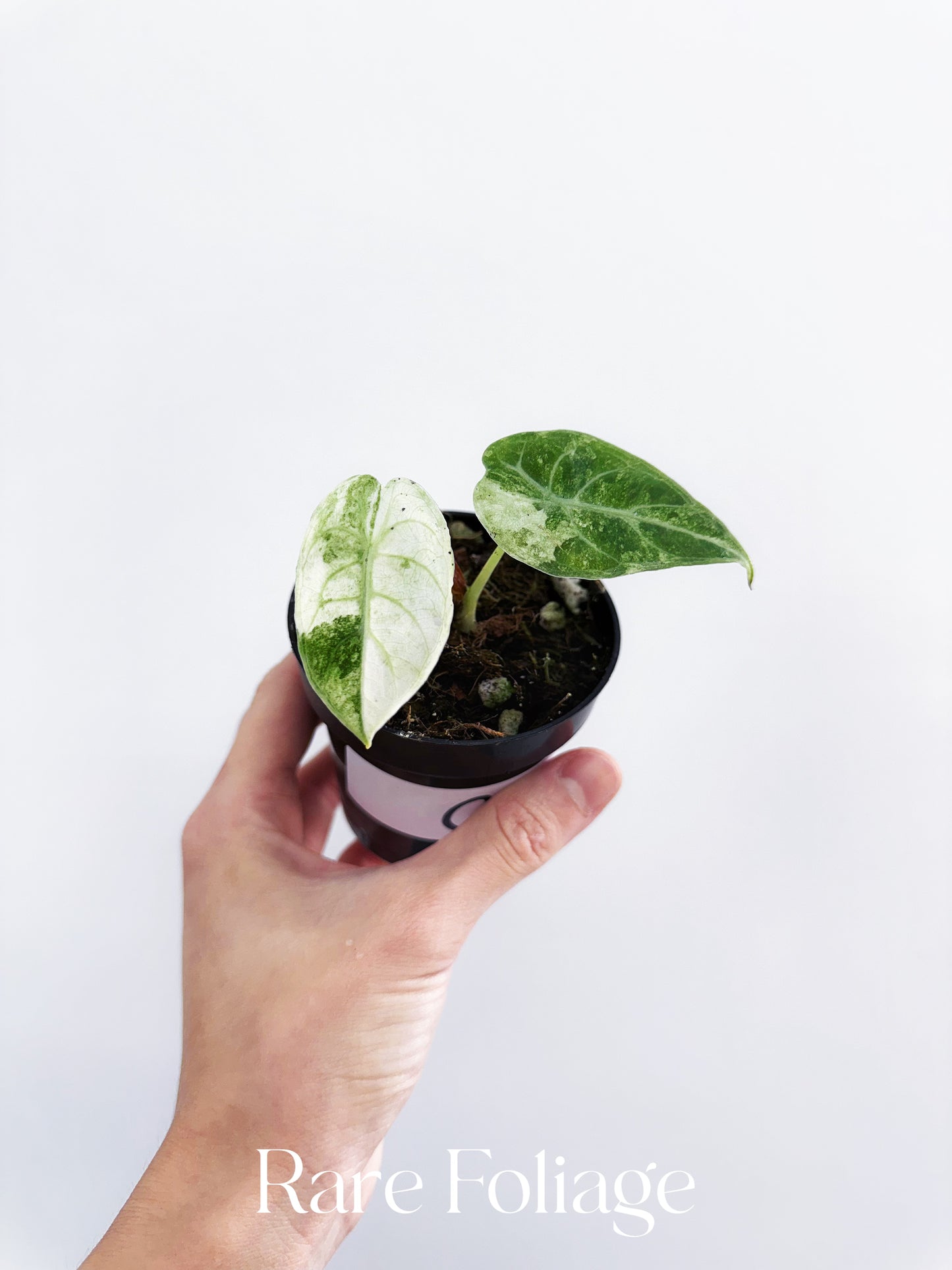 Alocasia Watsoniana Mint Variegated 3”