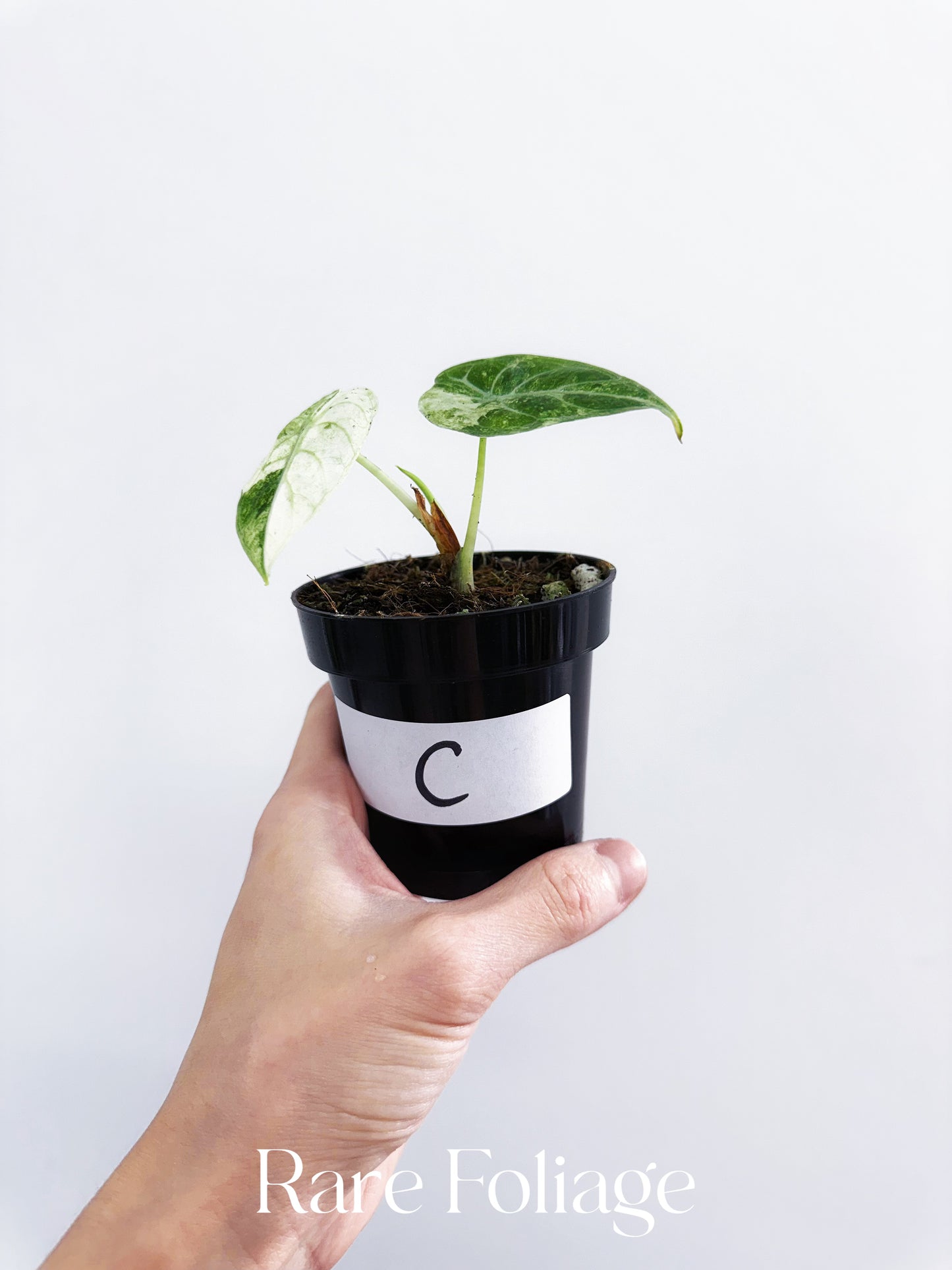 Alocasia Watsoniana Mint Variegated 3”