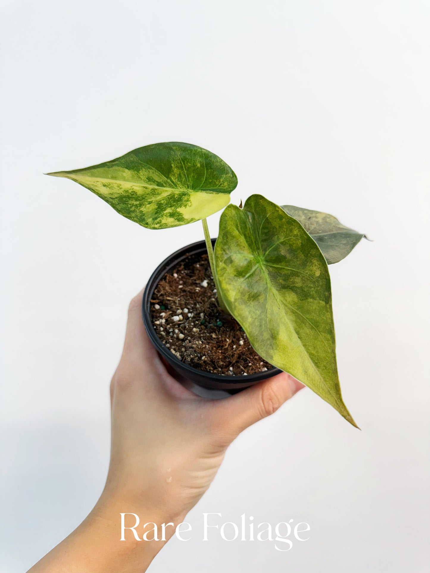Alocasia Wentii Variegated 4”