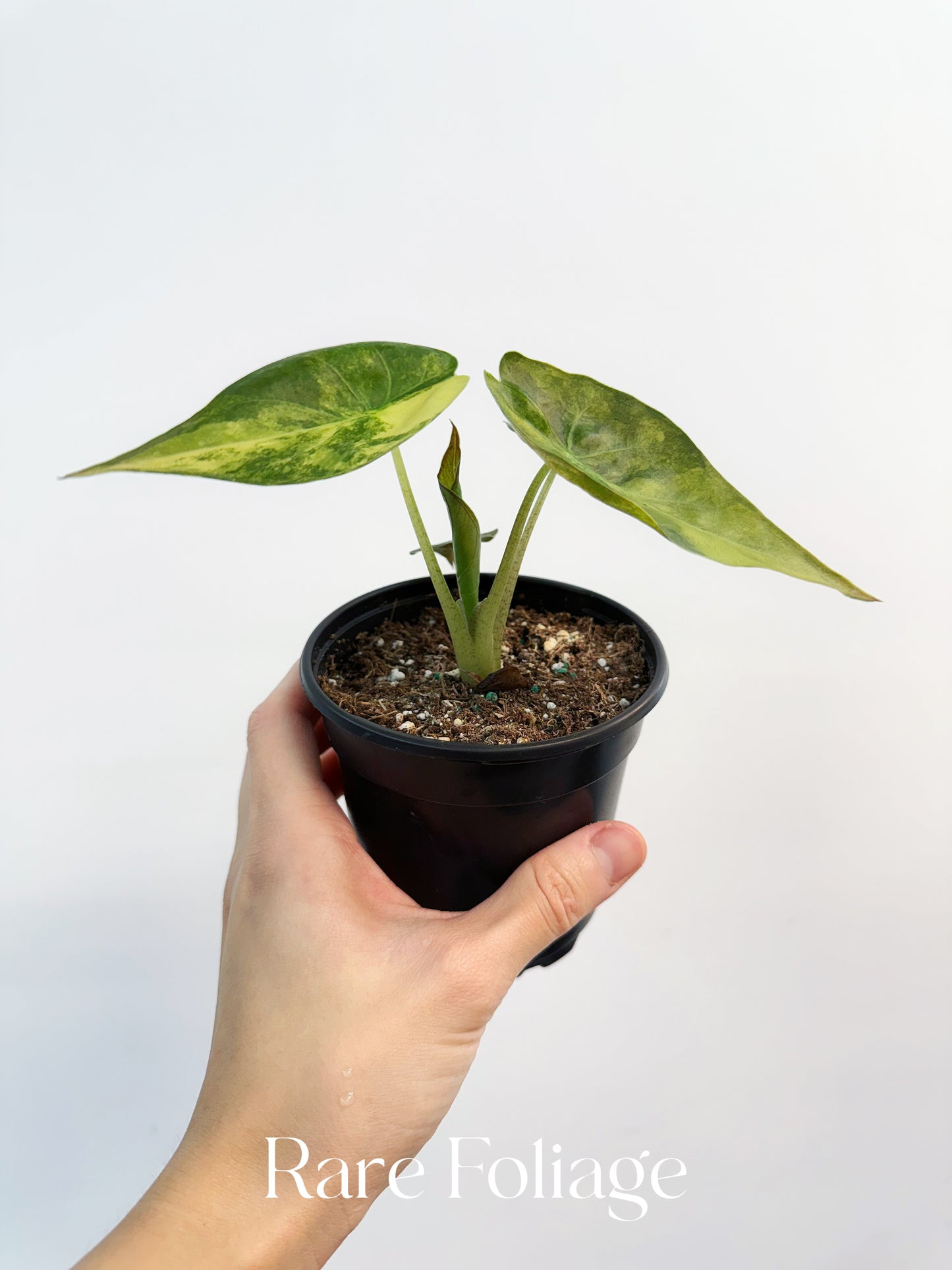 Alocasia Wentii Variegated 4”