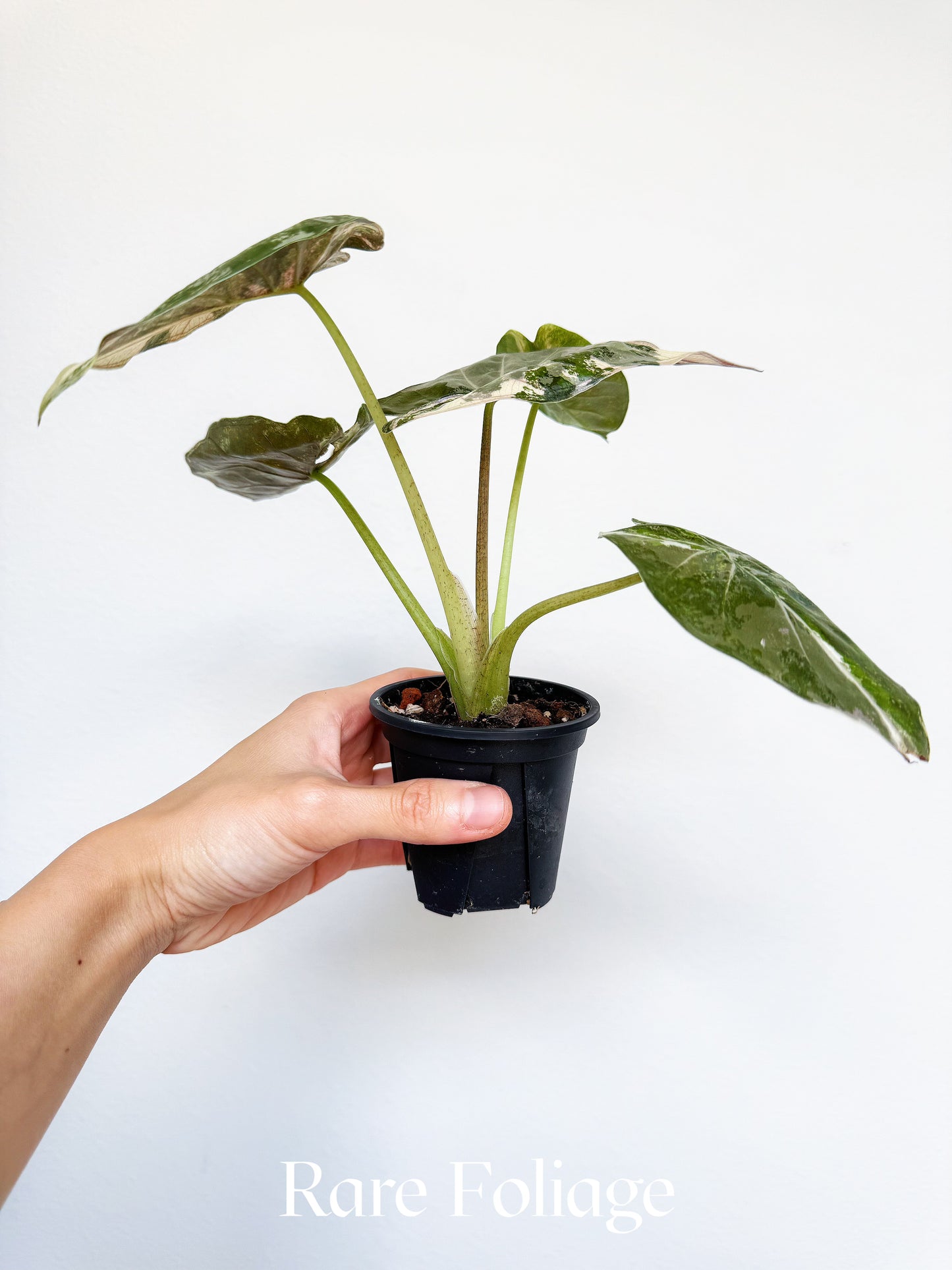 Alocasia Wentii Albo Pink 3” Exact