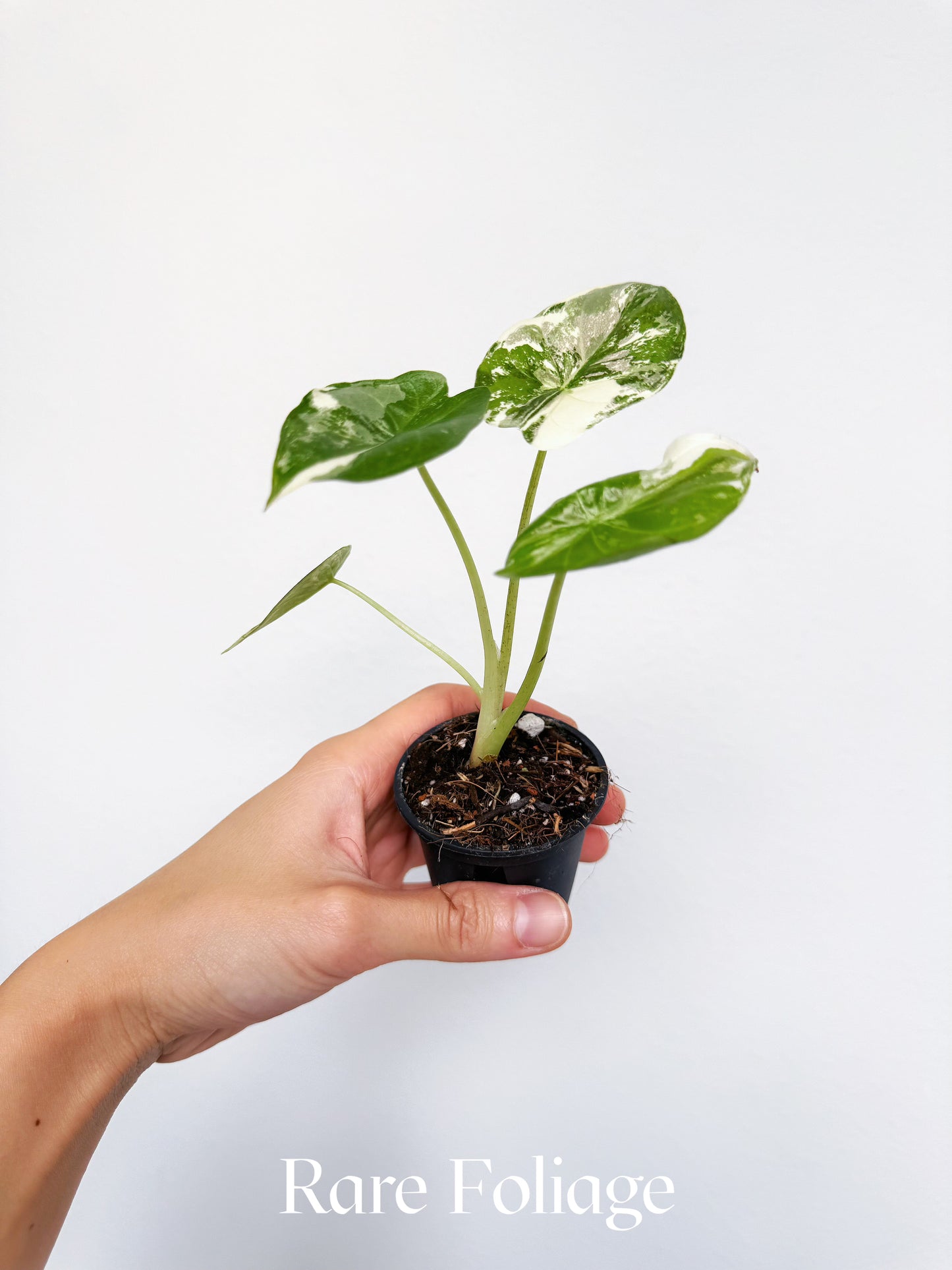 Alocasia Wentii Pink Albo Variegated 2"