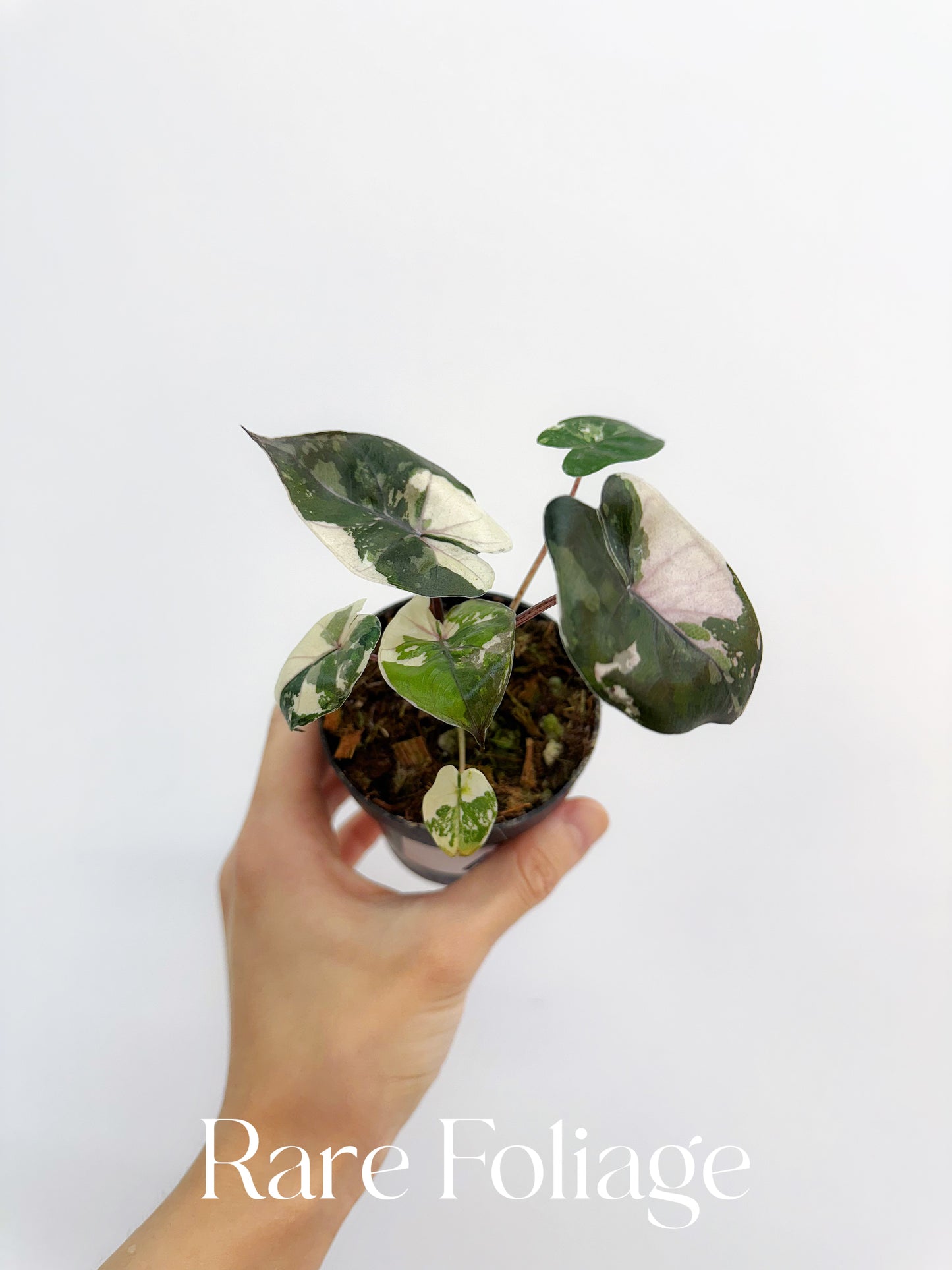 Alocasia Yucatán Princess Variegated 3”