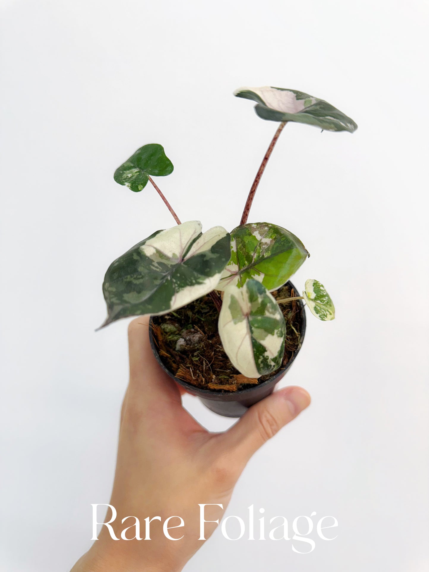 Alocasia Yucatán Princess Variegated 3”