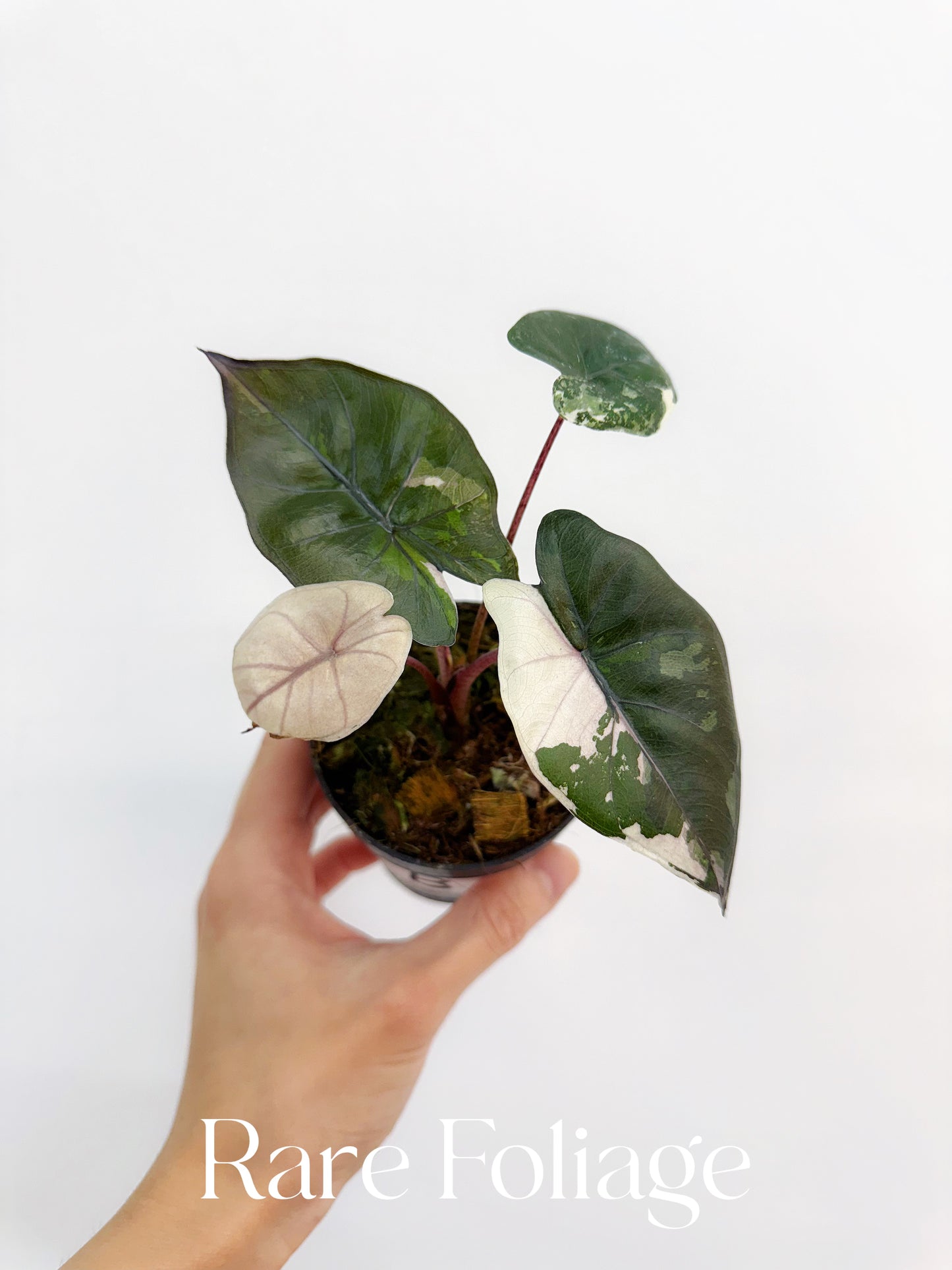 Alocasia Yucatán Princess Variegated 3”