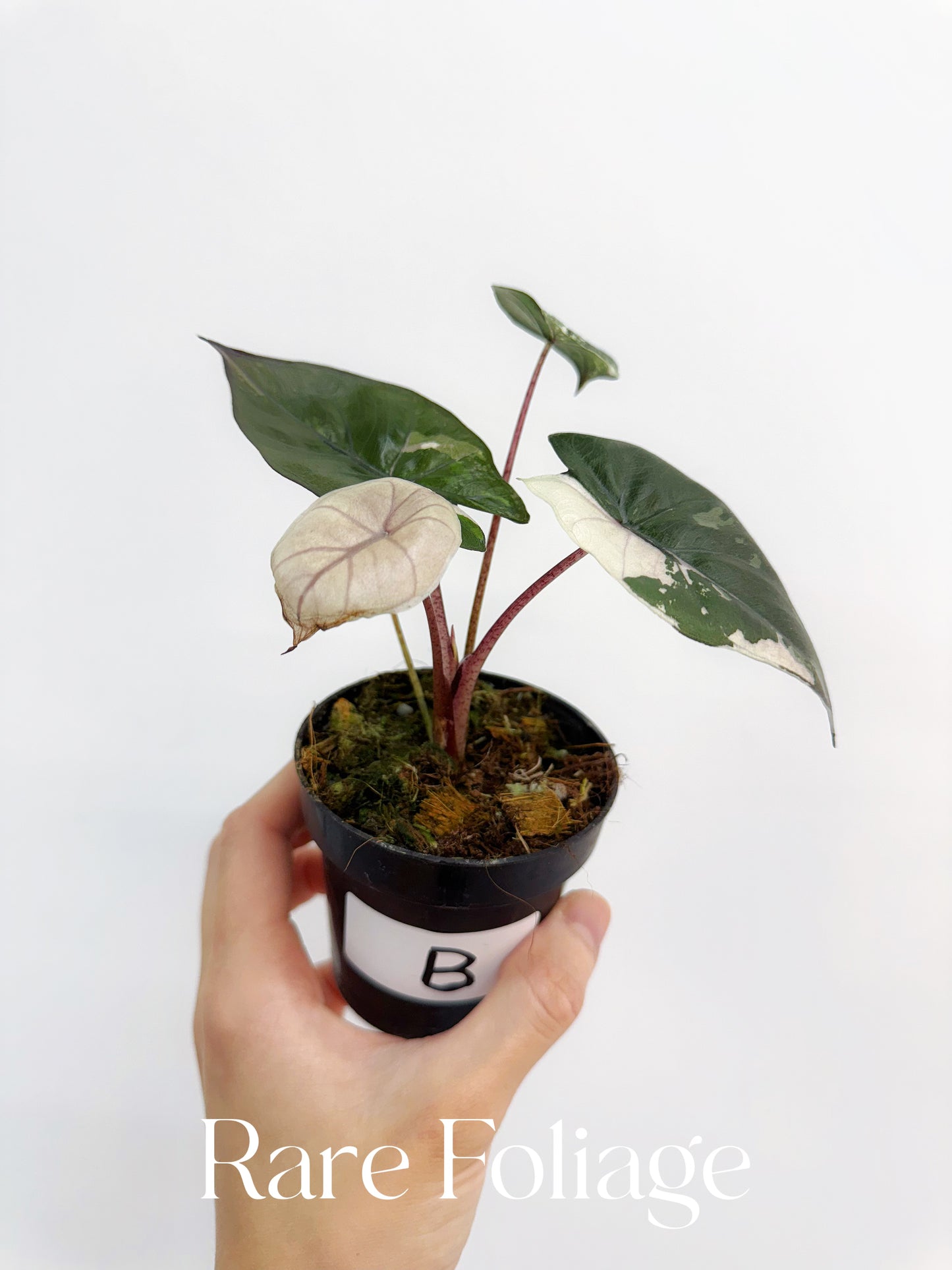 Alocasia Yucatán Princess Variegated 3”