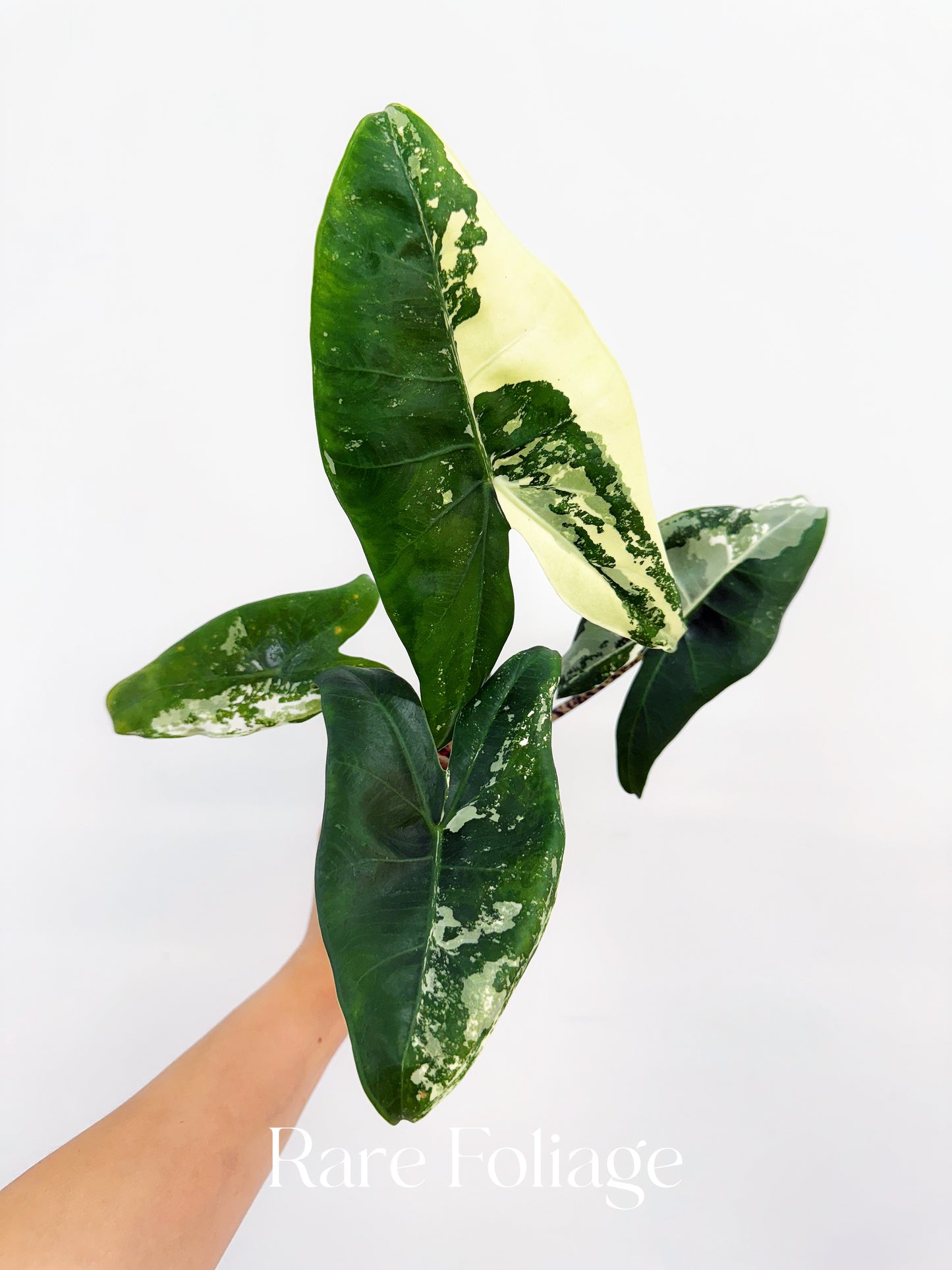 Alocasia Zebrina Albo Variegated 3" Exact Plant