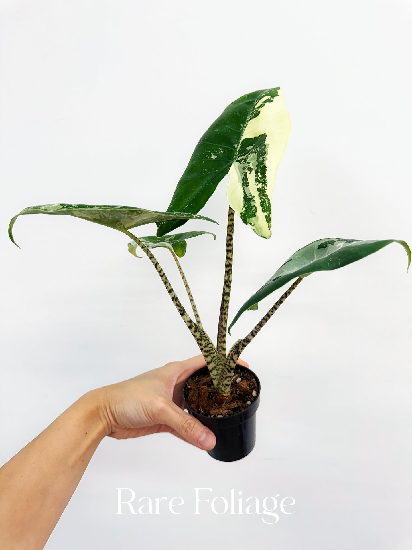 Alocasia Zebrina Albo Variegated 3" Exact Plant