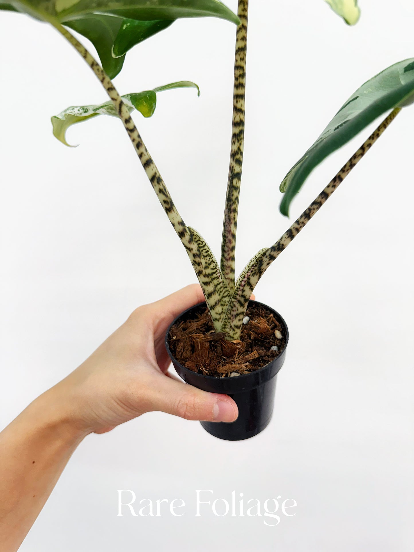 Alocasia Zebrina Albo Variegated 3" Exact Plant