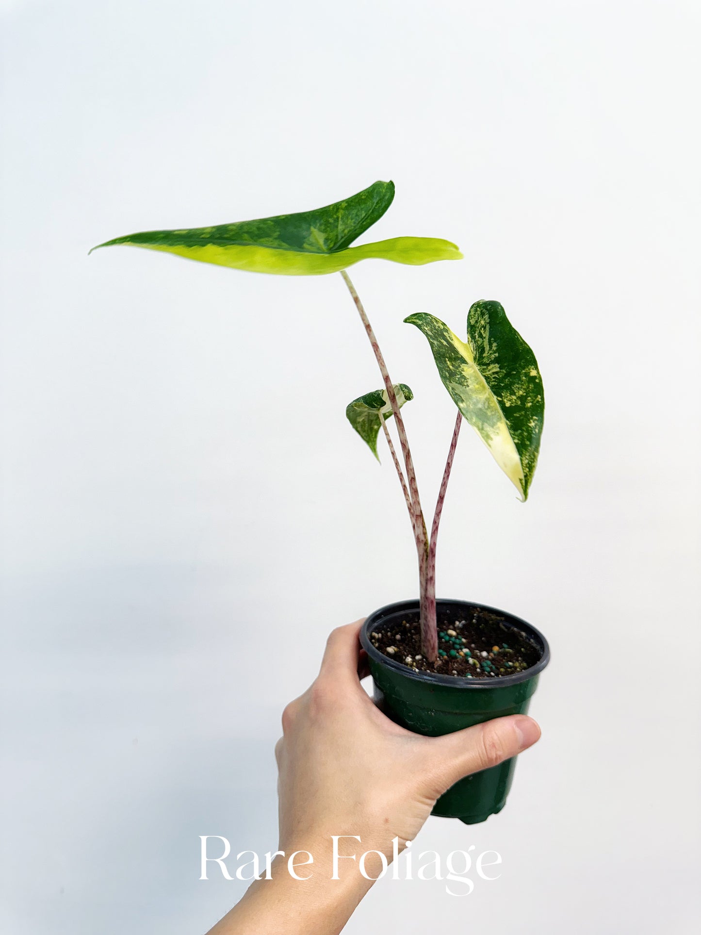 Alocasia Zebrina Variegated 4” Exact Plant