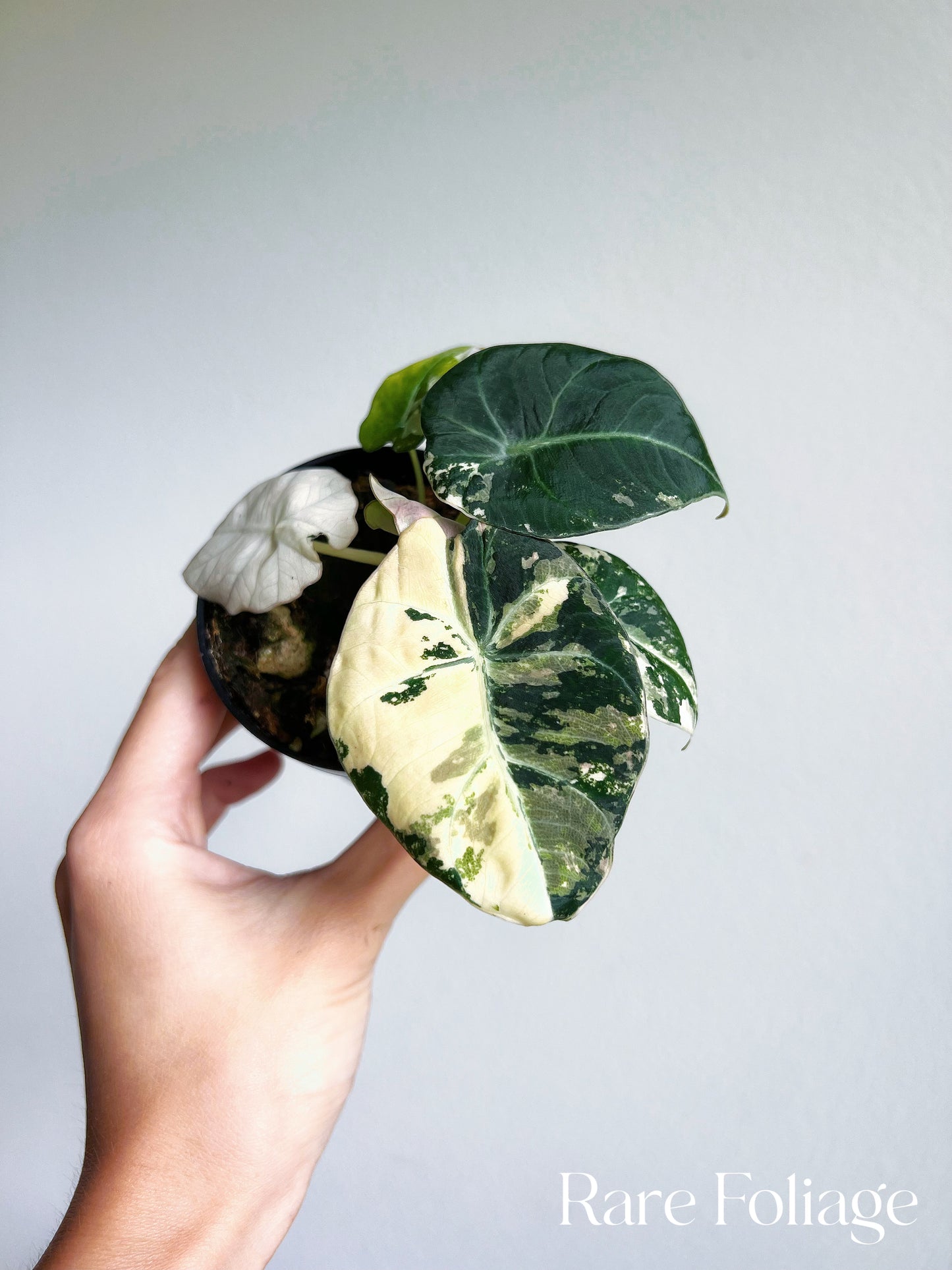 Alocasia Black Velvet Pink Variegated 3”
