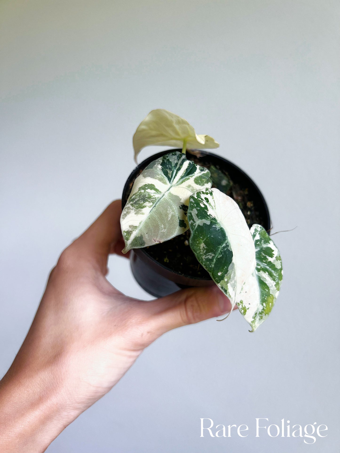 Alocasia Black Velvet Pink Variegated 3”